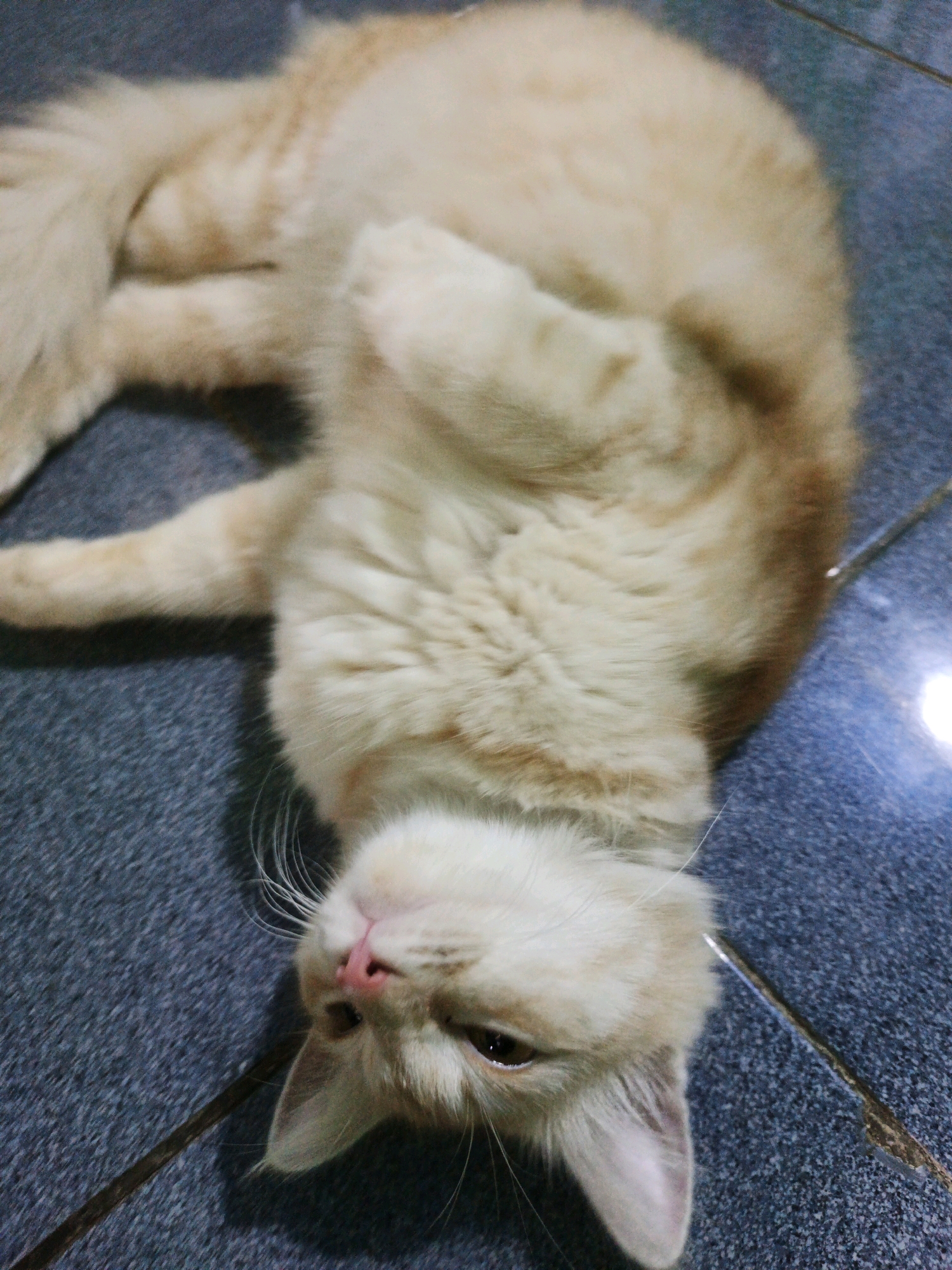 A fluffy, light orange cat is lying on its back on a dark blue tiled floor. The cat's head is tilted, with its eyes partially closed and its nose a light pink. Its ears are perked up, and long white whiskers extend from its face. The cat's body is elongated, with its paws tucked underneath it. The tiled floor has visible grout lines. There is a soft shadow cast by the cat. No people are present in the image. This scene is likely a domestic setting within Santing, Indonesia.