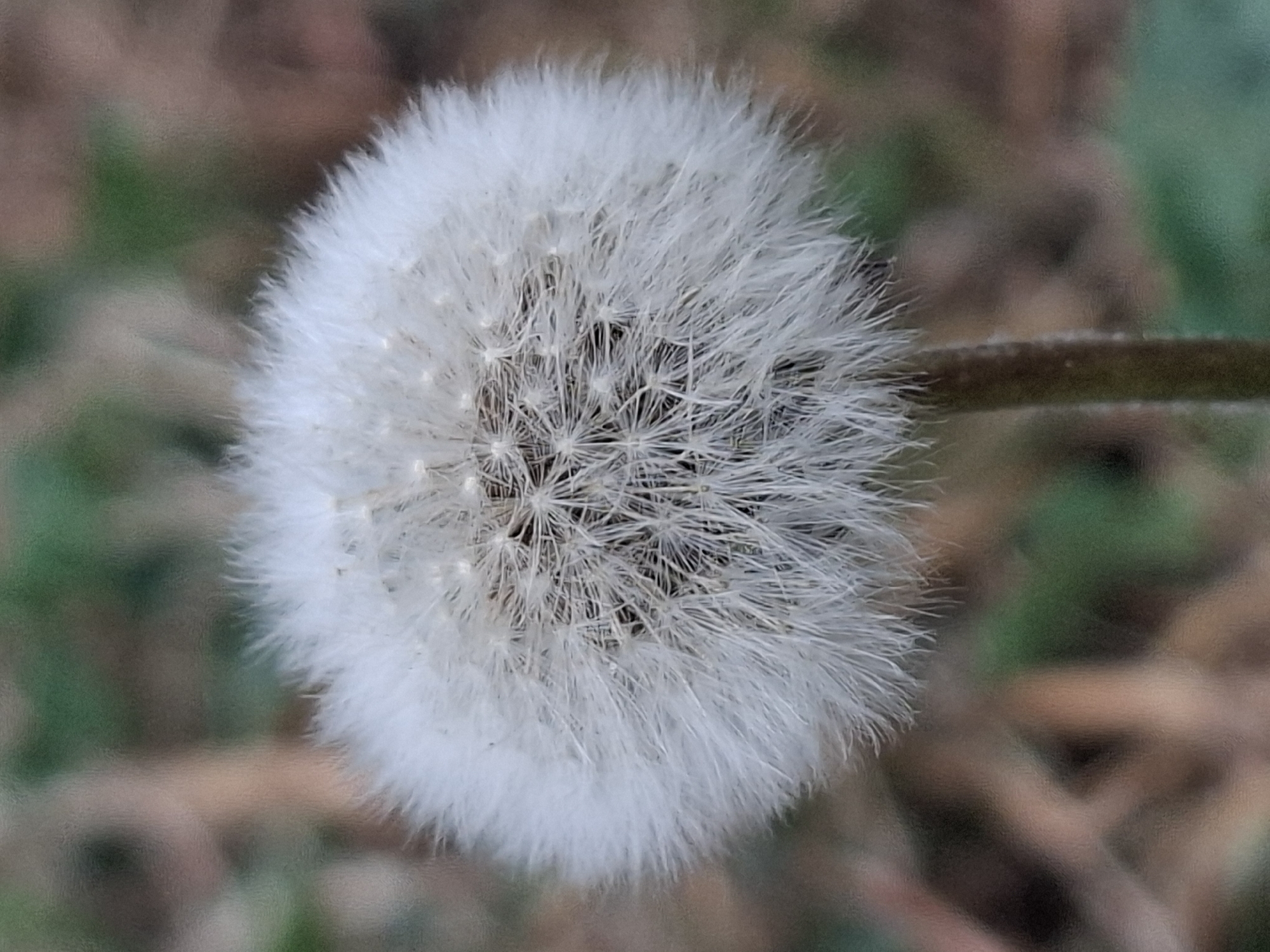 The image is a close-up photograph of a dandelion seed head, commonly known as a puffball. The dandelion is captured in sharp focus, showcasing the delicate white filaments that surround its central core. The background is blurred, with muted tones of green and brown, suggesting an outdoor natural setting. The stem of the dandelion is visible at the bottom of the frame, appearing slender and brown. There is no indication of the city of Almaty, Kazakhstan, or any urban elements in the image. The scene depicts a solitary dandelion in a natural environment.