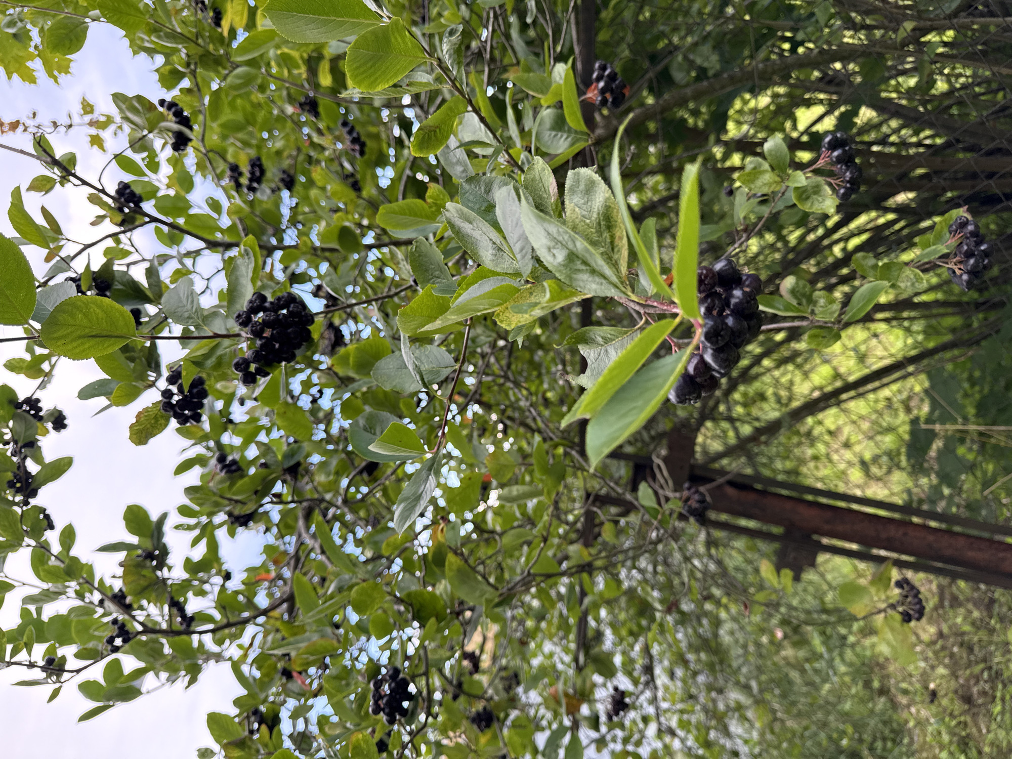 The image shows a close-up of an Aronia melanocarpa (black chokeberry) bush with clusters of dark purple berries and green leaves. The bush is growing outdoors, with a blurred background that suggests a natural or semi-wild environment. In the background, a rusty metal fence post and wire mesh fencing are visible, along with green foliage. The sky is visible through the branches and leaves, appearing overcast or cloudy. The scene is likely located in Krasnoye Selo, Russia, given the context provided. There are no people or animals in the image.