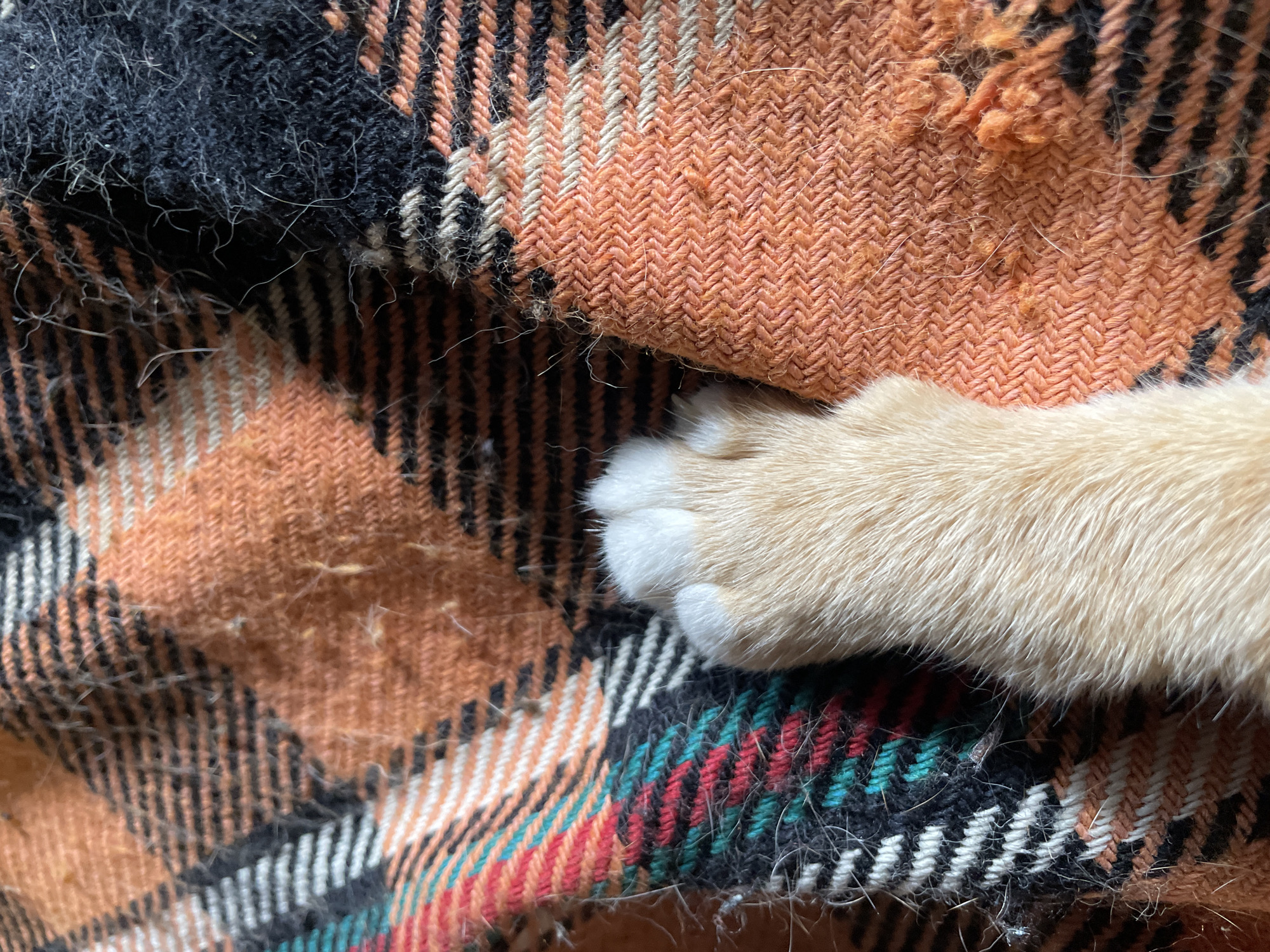In the city of Zlatograd, Bulgaria, a close-up, high-angle view depicts a feline paw resting upon a woven plaid textile. The paw exhibits light orange-ginger fur, culminating in prominent white tufts over the toes. The textile features a plaid pattern with distinct blocks and stripes of orange, black, white, teal, and red. The fabric shows signs of wear, including localized pilling and numerous loose fibers, with additional strands of fine, light-colored fur shed onto its surface. Sections of the orange textile display a herringbone weave pattern, while other areas show a simpler weave. No human subjects or discernible actions are present.