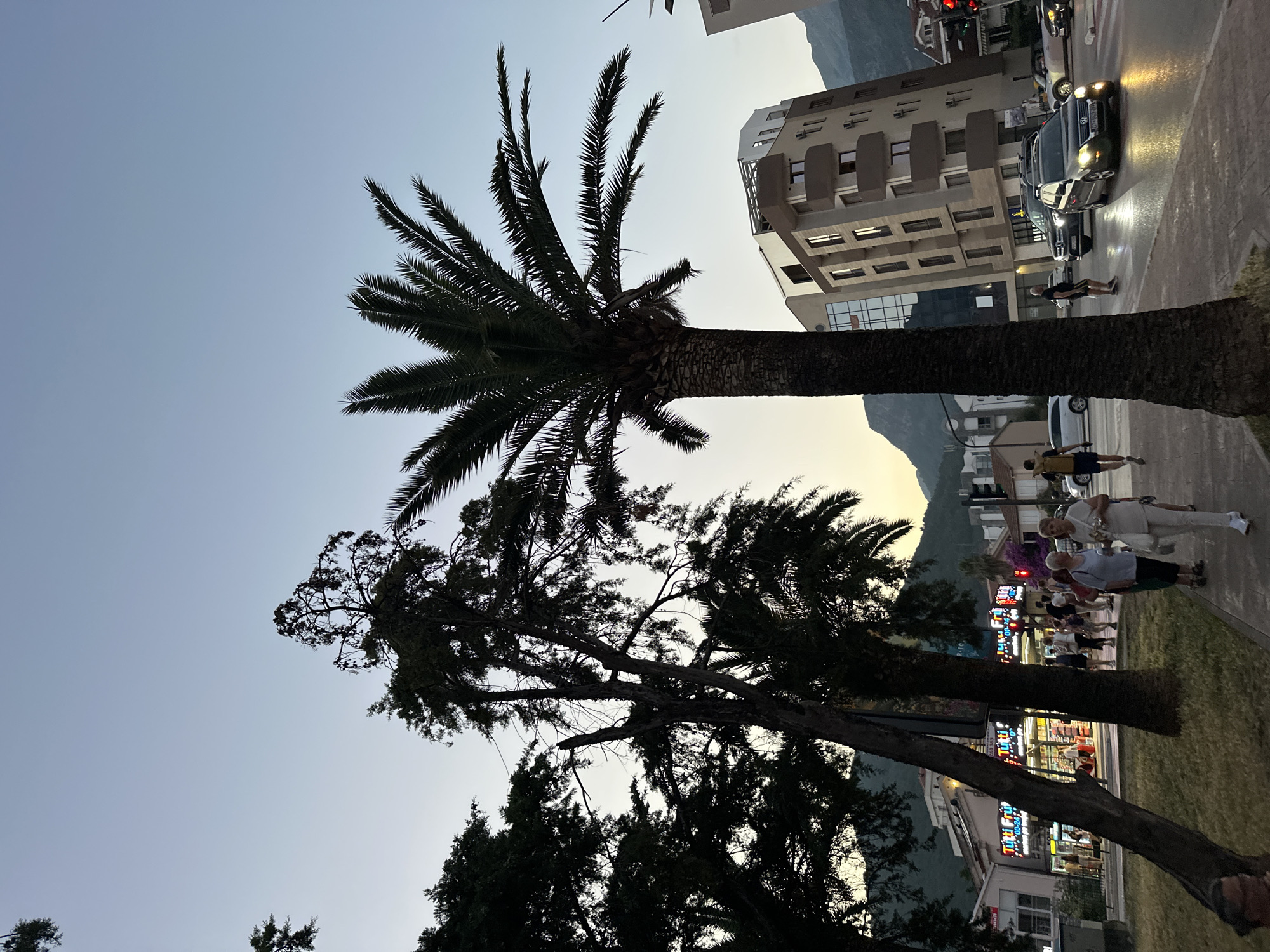 In Budva, Montenegro, a street scene unfolds as dusk settles. A prominent palm tree with a thick trunk and broad fronds stands tall on the right side of the image, its silhouette stark against the pale, clear sky. To its left, several other trees, including a tall, bare-branched one, are silhouetted. In the background, modern buildings with balconies and glass facades rise, hinting at the urban environment. A multi-story building with beige and brown accents is particularly noticeable.
The street is bustling with activity. Cars, including a black station wagon and a dark SUV, drive on the wet road, their headlights illuminated. Pedestrians stroll along the sidewalk. A woman in a white top and pants walks towards the foreground, holding a white bag. Behind her, a woman in a light blue top and dark pants also carries a bag. A man with a backpack walks on the street. Further down the sidewalk, more people are visible, some clustered near shopfronts. Brightly lit signs with colorful text, one reading "Tutti Frutti," indicate commercial establishments. The overall impression is of a lively street scene in a coastal city as evening approaches. Mountains are visible in the distance, partially obscured by the buildings and trees. Traffic lights, one showing red, are also present.