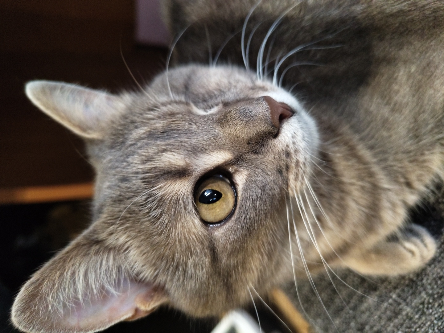 A close-up, eye-level shot captures the head and shoulders of a tabby cat with gray and brown fur. The cat has one eye open, revealing a golden iris with a dark pupil. Its left eye socket is closed. The cat's nose is a light brown color, and its whiskers are long and white. The background is blurred, with dark tones and hints of brown, suggesting an indoor environment. The cat appears to be resting on a textured, gray surface.