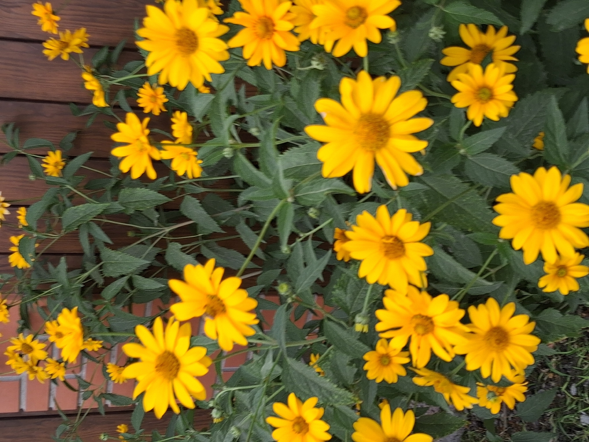 This is a vertical, close-up shot of a dense cluster of bright yellow flowers, resembling daisies or sunflowers, with dark green foliage. The flowers are in various stages of bloom, with some fully open and others still budding. The background consists of a dark wooden fence and a hint of a brick wall on the left side. The lighting appears to be natural daylight, with some areas of shadow due to the dense foliage. The setting is likely an outdoor garden or yard. No people or animals are visible. The location is identified as Guldala, Kazakhstan.