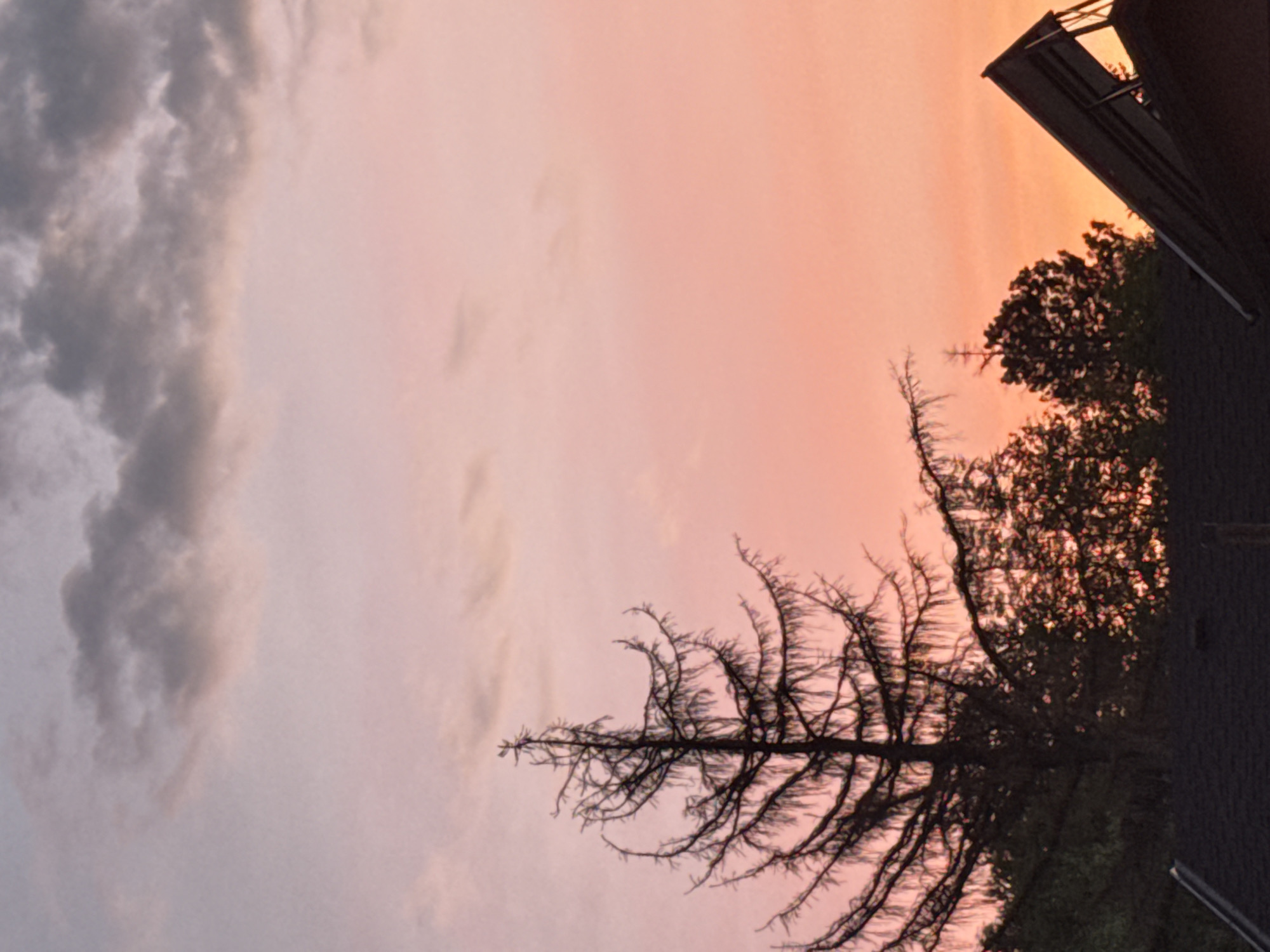 The image depicts a sunset over a residential area, likely in Sofia, Bulgaria, characterized by a pink and orange gradient sky with scattered grey clouds. Silhouetted against the vibrant sky are the dark forms of trees, including a prominent, bare-branched evergreen in the foreground. The tops of dark-roofed houses are visible at the bottom of the frame, with a portion of what appears to be solar panels on the roof of one structure to the right. The scene conveys a sense of quiet evening, with no people or activity visible.