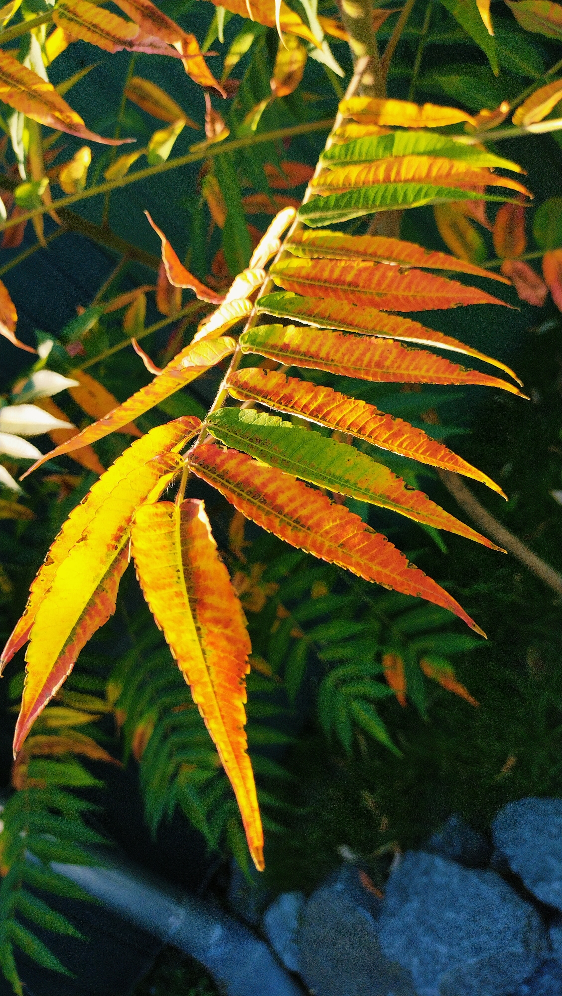 The image shows a close-up of a branch with serrated leaves transitioning from green to yellow and orange. The leaves are illuminated by sunlight, creating a warm glow. In the background, out-of-focus green foliage and dark shadows suggest an outdoor environment. A hint of a dark, textured surface, possibly a stone or a pipe, is visible in the lower portion of the frame. The overall scene depicts a natural element, likely a plant, experiencing autumn colors. There are no people or specific city landmarks identifiable in the image, therefore its location in Horishni Plavni, Ukraine, cannot be determined from the visual information provided.