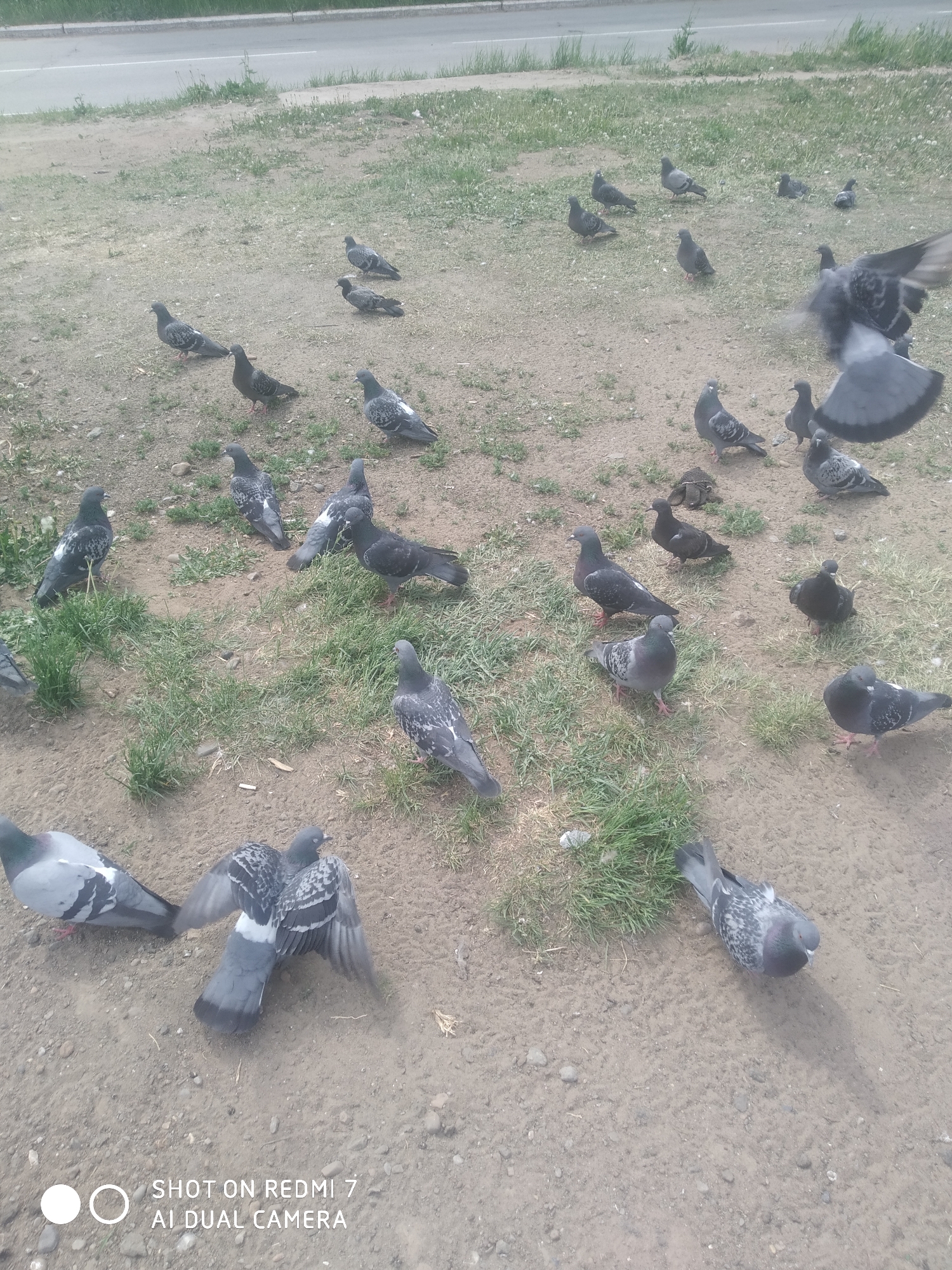 The image depicts a flock of pigeons on a patch of earth with sparse grass. The ground is mostly bare dirt with small clumps of green grass scattered throughout. A grey asphalt road is visible along the upper edge of the image. The pigeons are various shades of grey, some with iridescent necks. Some are standing still, while others are captured in mid-flight. The scene is located in an outdoor area, likely a park or open space in the city of Chaikovsky, Russia. There are no people visible in the image.
