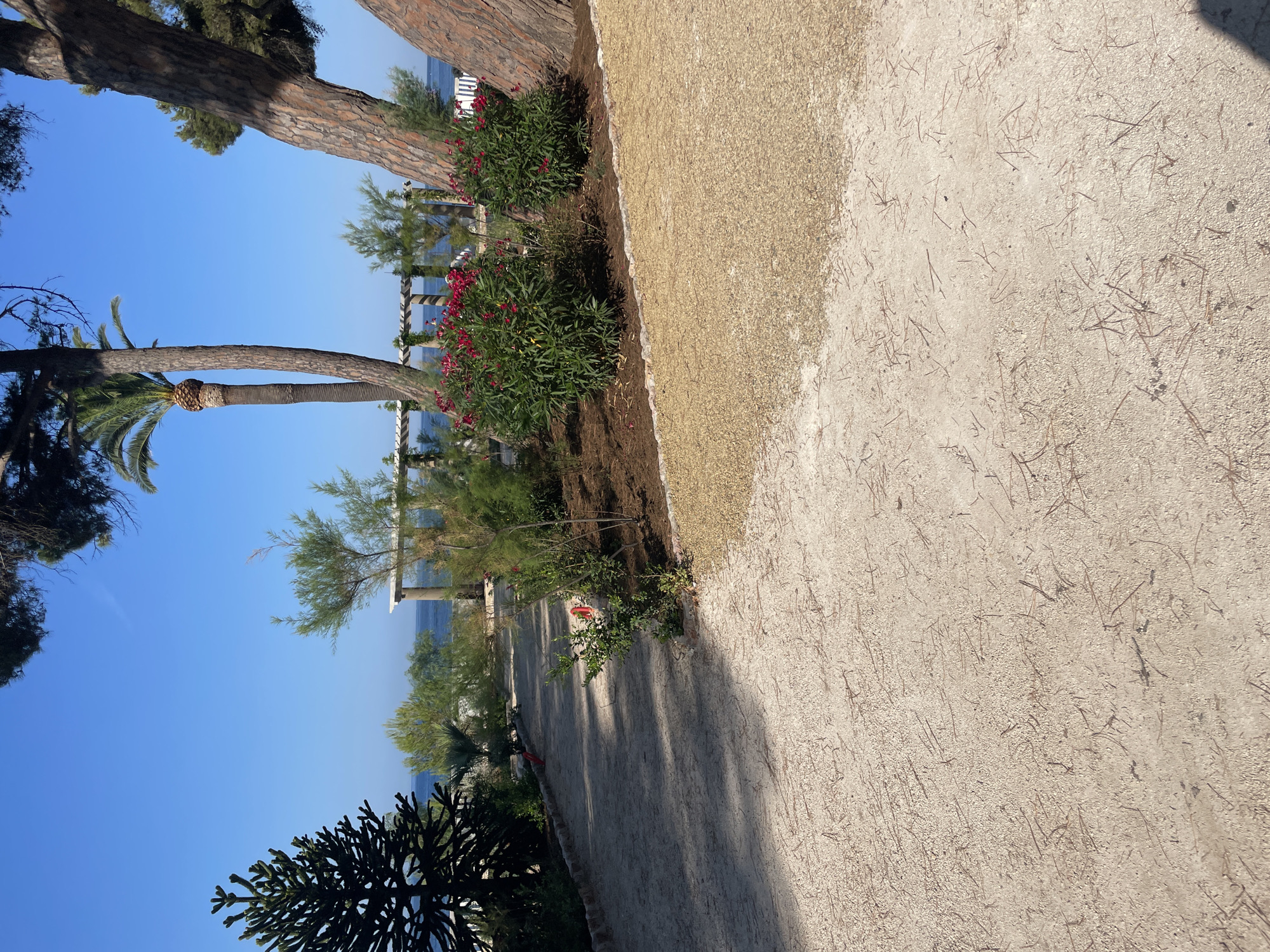 This media file captures a scenic view of a pathway lined with lush greenery and trees, with the azure sea visible in the background. The pathway, paved with a light-colored granular material, runs diagonally across the frame, suggesting a gentle slope. To the left of the path, a variety of plants and trees create a vibrant border. Among them are blooming bushes with red flowers, palm trees with their distinctive fronds, and other leafy vegetation. A large tree trunk with textured bark is prominent on the left side of the image, its branches reaching towards the clear blue sky. The sea, a calm expanse of blue, peeks through the foliage in the distance, hinting at a coastal location.
The scene appears to be set on a bright, sunny day, with clear skies and shadows cast on the pathway, indicating the time is likely mid-morning or afternoon. The overall atmosphere is tranquil and inviting, suggesting a leisurely stroll or a moment of quiet contemplation in a natural setting. The presence of the sea and the Mediterranean-style vegetation, combined with the specific location context of Carqueiranne, France, points to a coastal resort or park area. There is no visible text in the image.