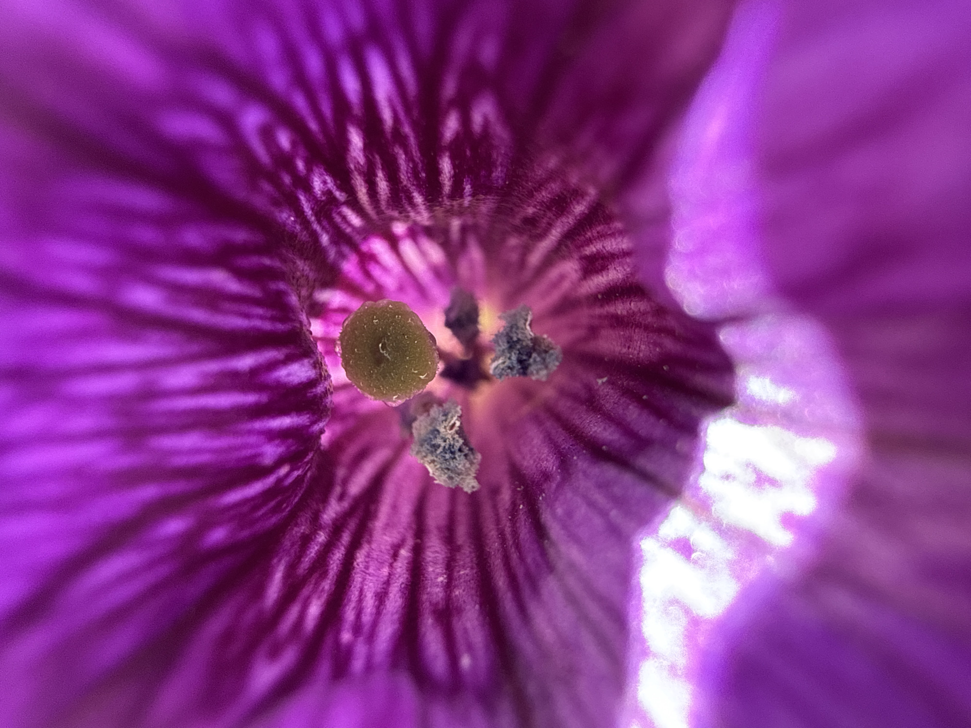 The image is an extreme close-up, macro photograph of the interior of a vibrant purple flower. The focus is on the reproductive parts of the flower, specifically the pistil and stamens. The pistil is a prominent, yellowish-green structure in the center, slightly blurred. Surrounding it are several dark, textured anthers, some appearing fuzzy or dusty. The petals of the flower are a deep, rich purple, with intricate, dark lines running radially from the center outwards, creating a striped or veined pattern. The edges of the petals are soft and blurred, with some areas of bright, blown-out highlights, suggesting intense light. The overall impression is one of delicate detail and natural beauty, captured in intimate detail. The image does not contain any elements that would indicate a specific location in the city of Baryshevo, Russia, or any urban environment.