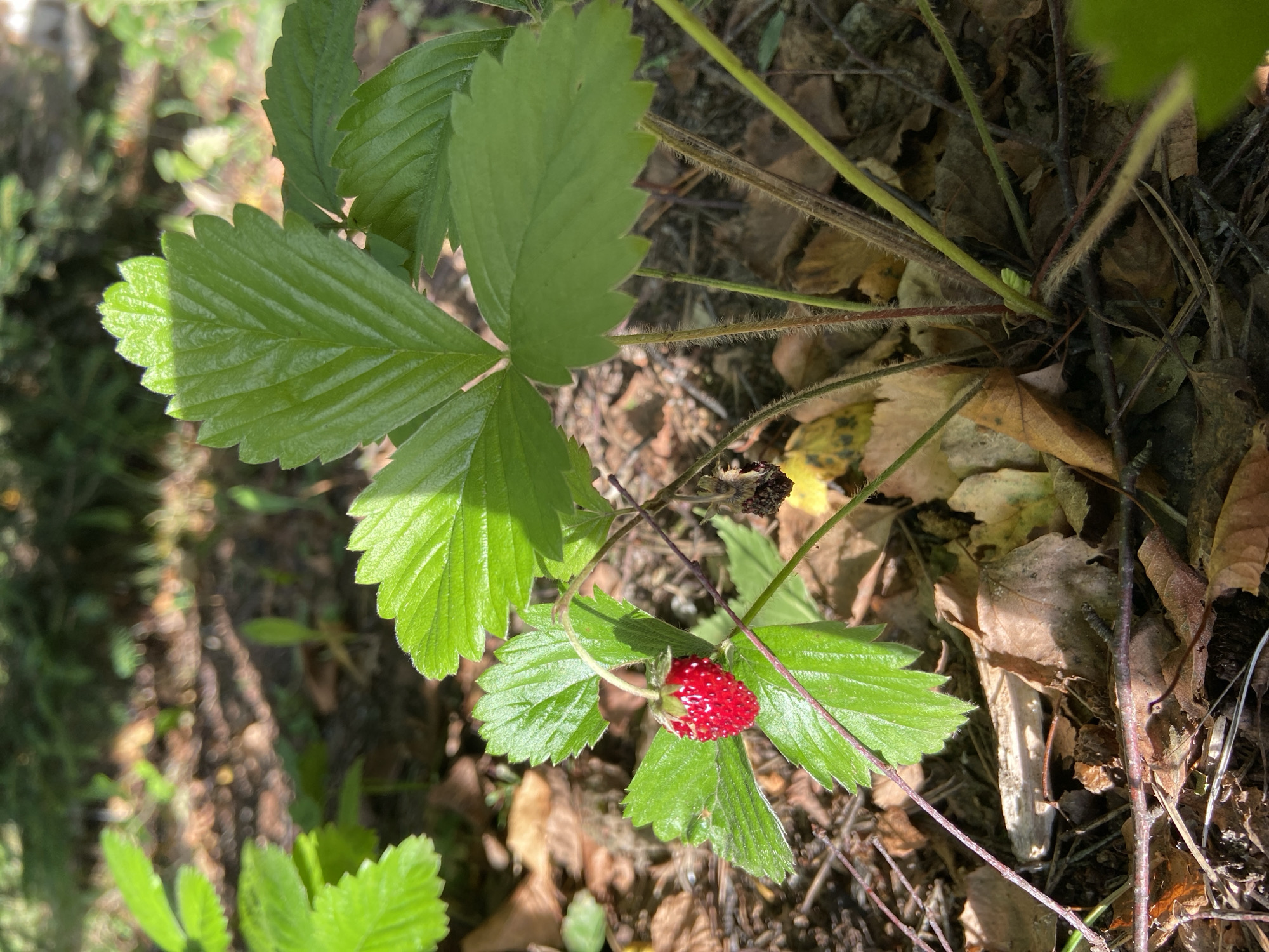In the image, a single wild strawberry fruit, small and red with visible seeds, hangs from a delicate stem surrounded by lush green leaves of a strawberry plant. The plant is rooted in the forest floor, which is covered with fallen leaves in various shades of brown and yellow, twigs, and dry grass. The background is blurred, suggesting a wooded environment with dappled sunlight filtering through the trees, creating areas of light and shadow on the ground. The scene appears to be in a natural, outdoor setting, likely a forest or wooded area.