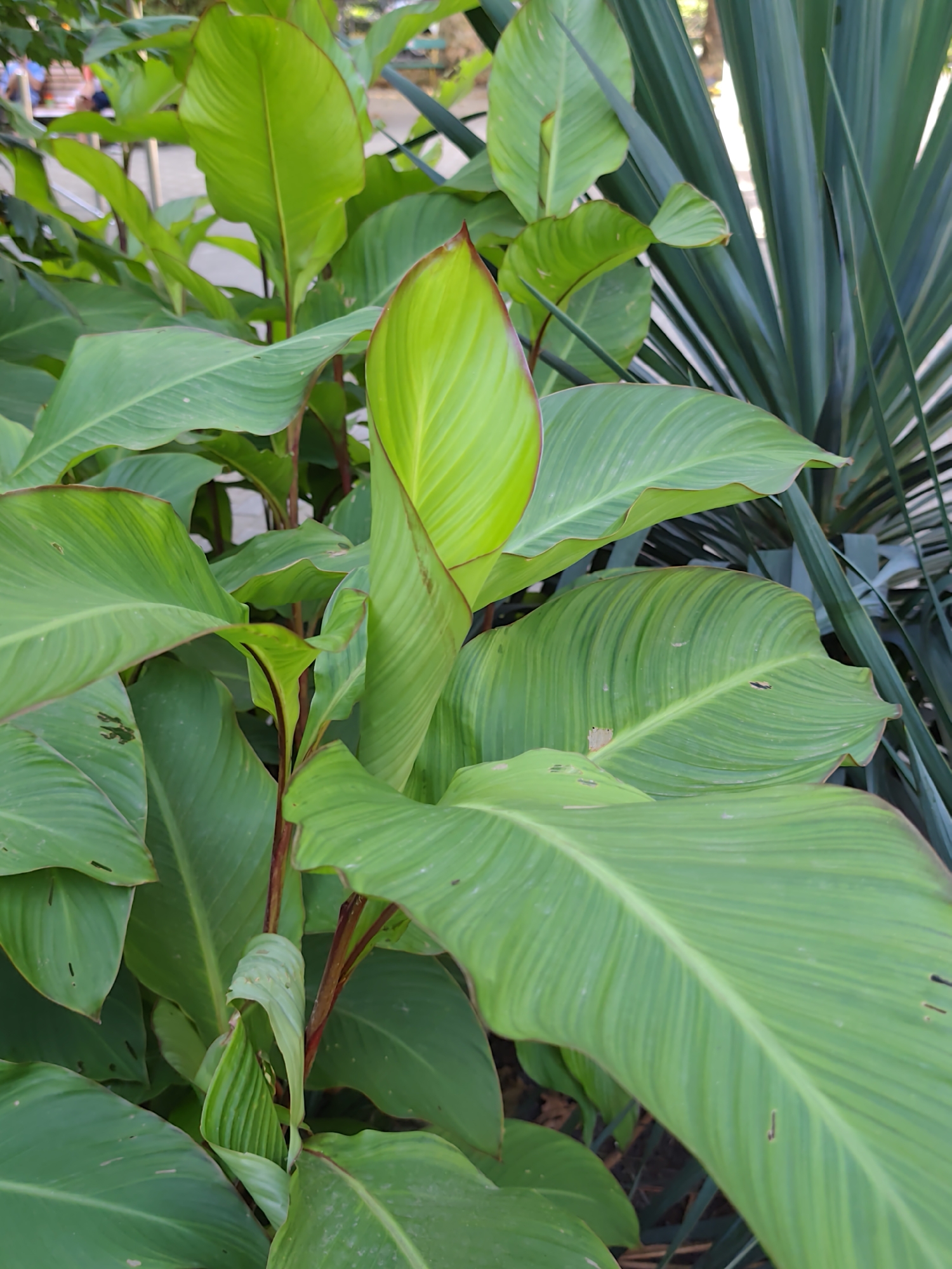 The image shows a close-up of lush green tropical foliage, likely in an outdoor setting. Several large, broad leaves dominate the foreground, with reddish-brown stems visible. One leaf is unfurling, showing its vibrant green color and ribbed texture. In the background, the slender, dark green leaves of a yucca-like plant are partially visible, as are hints of people and park furniture, suggesting a public garden or park. The overall impression is one of abundant plant life in a warm, possibly humid climate.
Based on the plant species and general atmosphere, this scene could be located in the arboretum of the Dendrarium Botanical Garden in Sochi, Russia. Sochi's subtropical climate supports a wide variety of tropical and subtropical flora, making such dense and verdant foliage common. The presence of park benches and distant figures further aligns with the typical environment of a botanical garden open to the public.