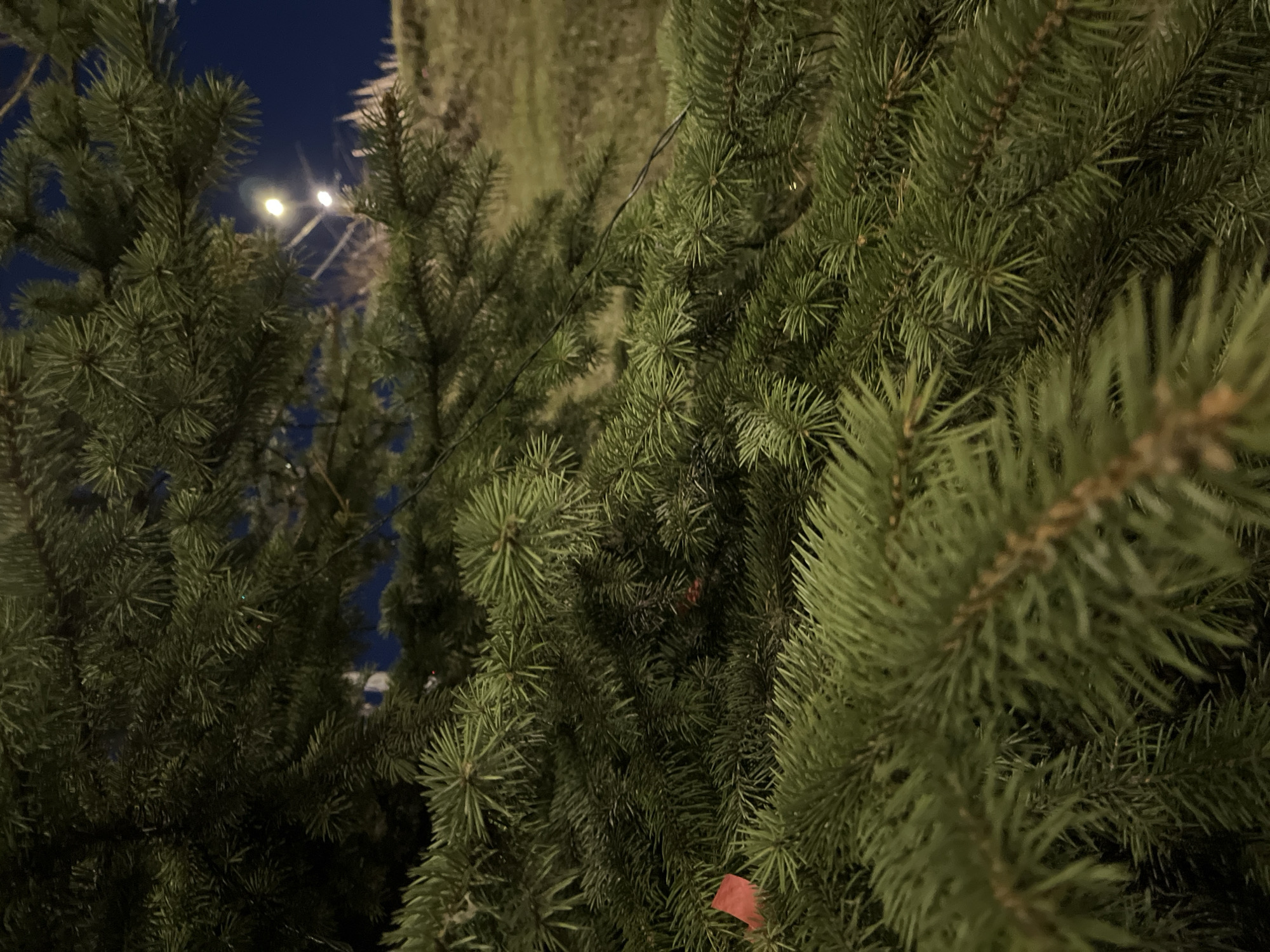 A close-up shot, taken at night, of a group of evergreen trees, most likely firs. The needles are a deep green, filling the frame. In the background, obscured by the foliage, are streetlights indicating an urban environment. Given the prompt's mention of Petropavlovsk-Kamchatsky, Russia, the trees are likely located within the city or a nearby area. No people or other objects are clearly visible.