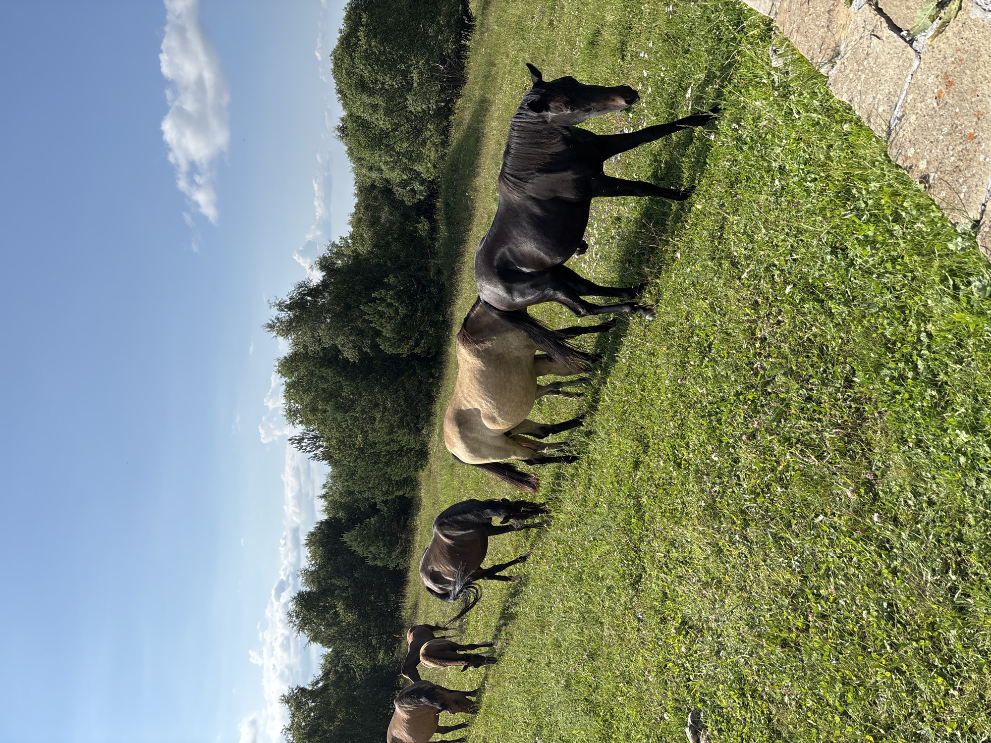 In a grassy field on a sunny day, a herd of six horses graze under a blue sky with scattered clouds. The horses are of various colors, including brown, tan, and black, and include at least one foal. The field is covered in green grass and small white flowers, with a line of trees forming a backdrop. In the foreground, a stone pathway is visible. The location is the city of Nizhnii Arkhyz, Russia.