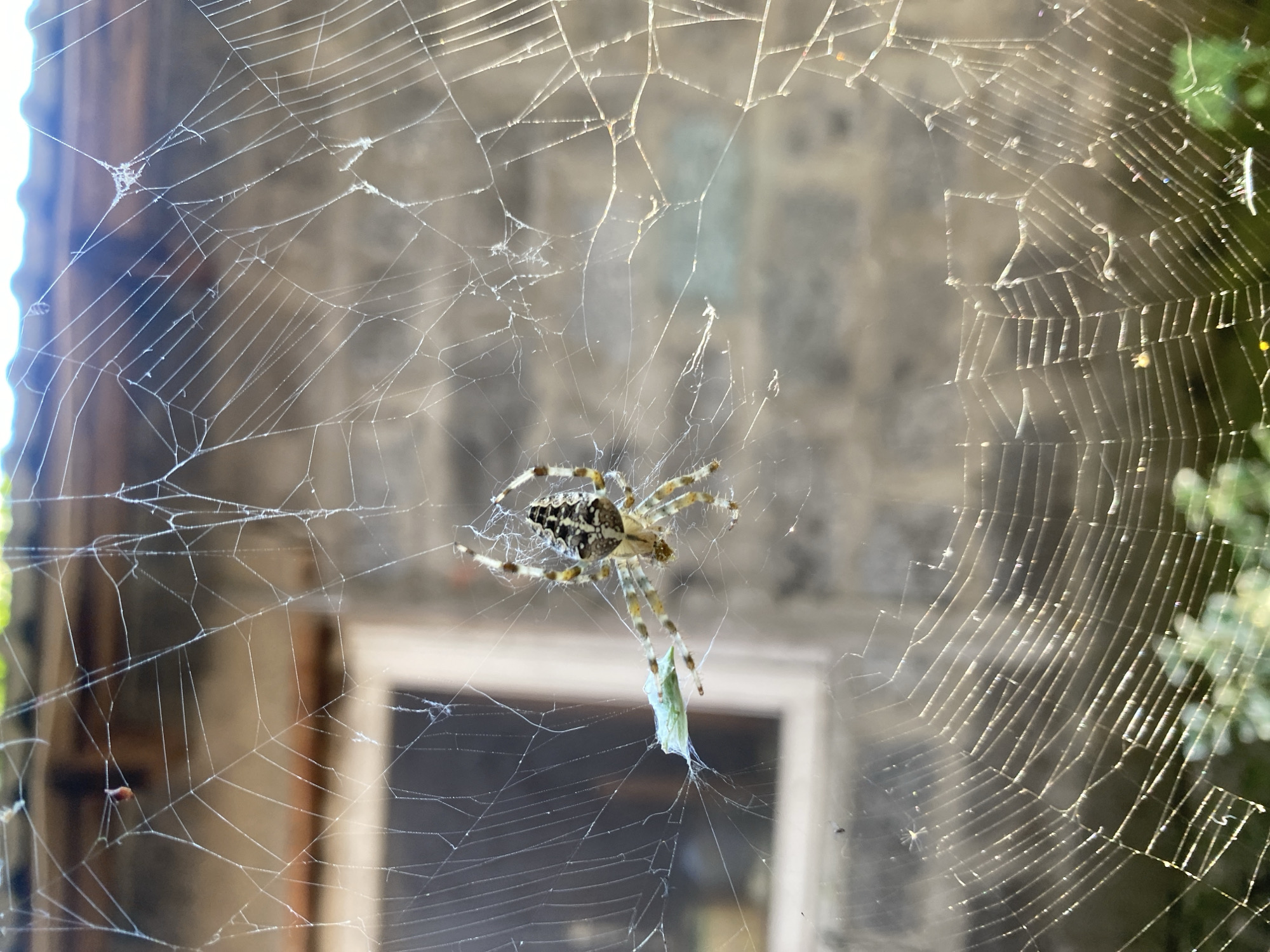 An outdoor shot shows a spider in its web, with a blurred background of a brick building and a window. The spider, likely an orb-weaver, has a patterned abdomen and is positioned on its web, which appears to have caught a small, light-green insect. The web itself is intricate and catches the sunlight, creating a shimmering effect. The setting suggests a natural or semi-natural environment, possibly a garden or yard. The mention of Rostov-on-Don, Russia, places this scene within a specific geographical context, though the image itself does not contain explicit indicators of this location. The overall impression is one of nature's delicate yet effective predatory mechanisms.