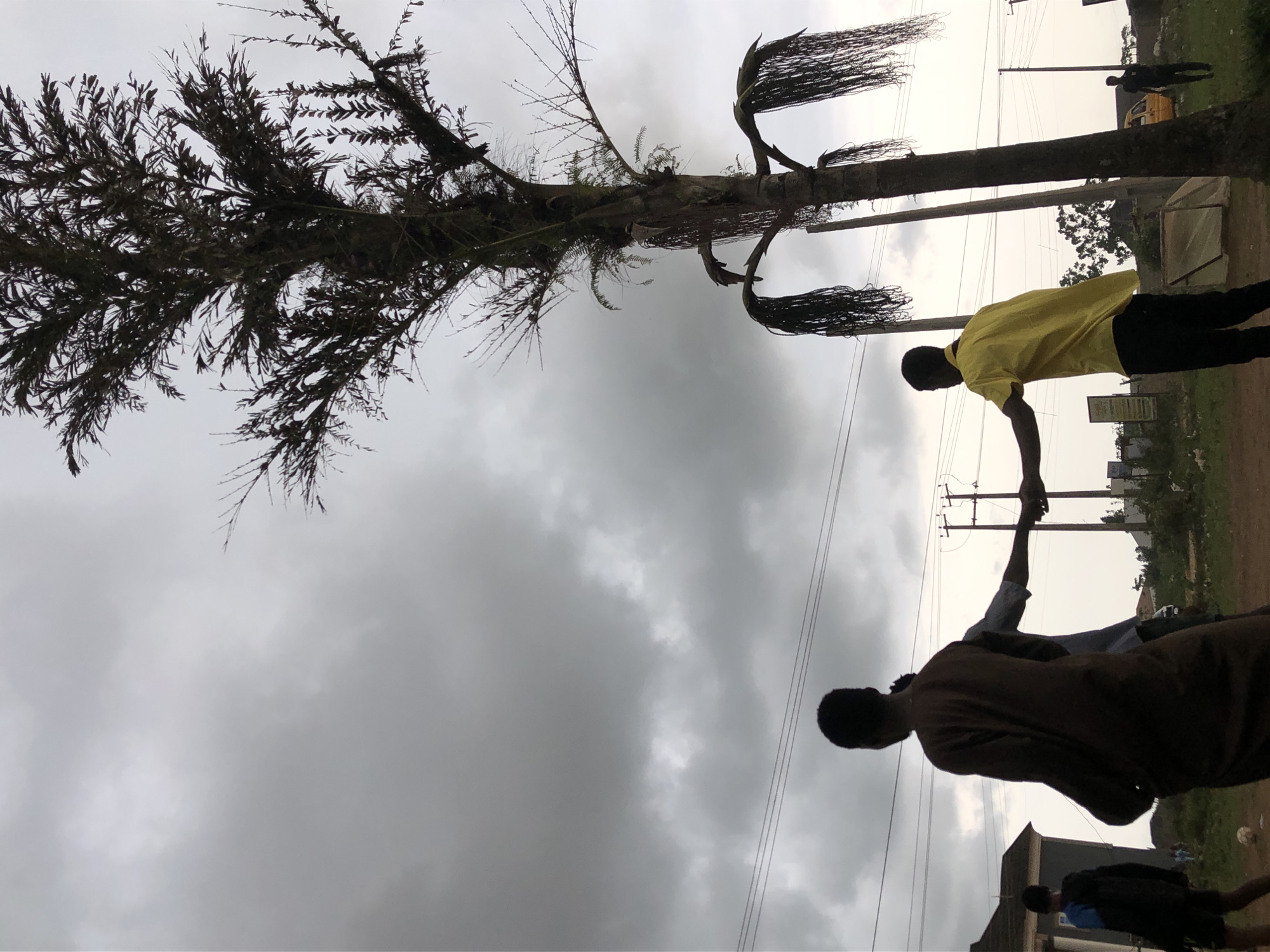 An outdoor, slightly rotated image captures a cloudy day in what appears to be a semi-urban or rural setting. The sky is predominantly grey and overcast, indicating a cloudy weather condition.
In the foreground, two individuals are prominent. One person, seen from behind, wears a bright yellow short-sleeved shirt and dark trousers, facing towards the right side of the frame. To their left and slightly closer to the viewer, another person wears a dark brown, long-sleeved garment, also seen from behind, facing more towards the center. Their arms appear to be extended, possibly reaching towards each other or holding hands, but the exact interaction is obscured by the angle and lighting.
To the far left, a tall, slender tree with dark, sparse foliage extends vertically, its branches reaching into the overcast sky. The tree's trunk is visible, and it exhibits characteristics of both a leafy tree and one with palm-like fronds towards its upper right.
The background reveals more details of the environment. Several utility poles with power lines stretch horizontally across the middle distance. Glimpses of buildings with simple architecture are visible behind the people and poles. A yellow vehicle, possibly a bus or taxi, can be seen in the mid-ground to the right of the main tree. The ground beneath the subjects appears to be a dirt path or unpaved area. Further in the distance, other figures are faintly visible, suggesting activity in the background.
No discernible text is visible on any objects or signs within the image. The overall scene suggests a typical day in a community, under subdued light.