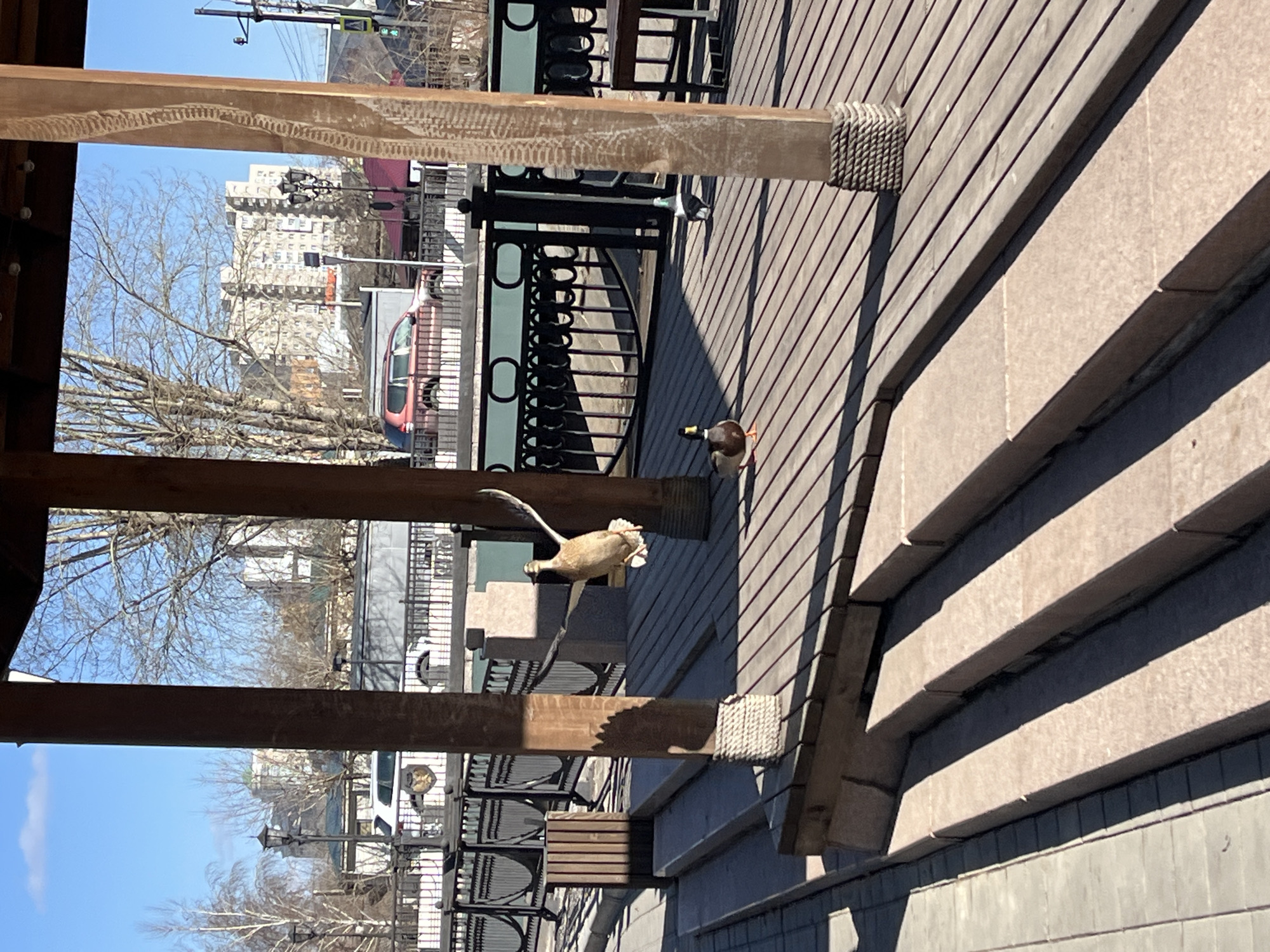 The image shows a view from under a wooden structure, likely a gazebo or porch, with two ducks on a wooden deck. One duck is in flight, with its wings extended, while the other is on the ground. Through the structure, city buildings and bare trees are visible under a blue sky. This photo was taken on the banks of the Yenisei River in Krasnoyarsk, Russia.