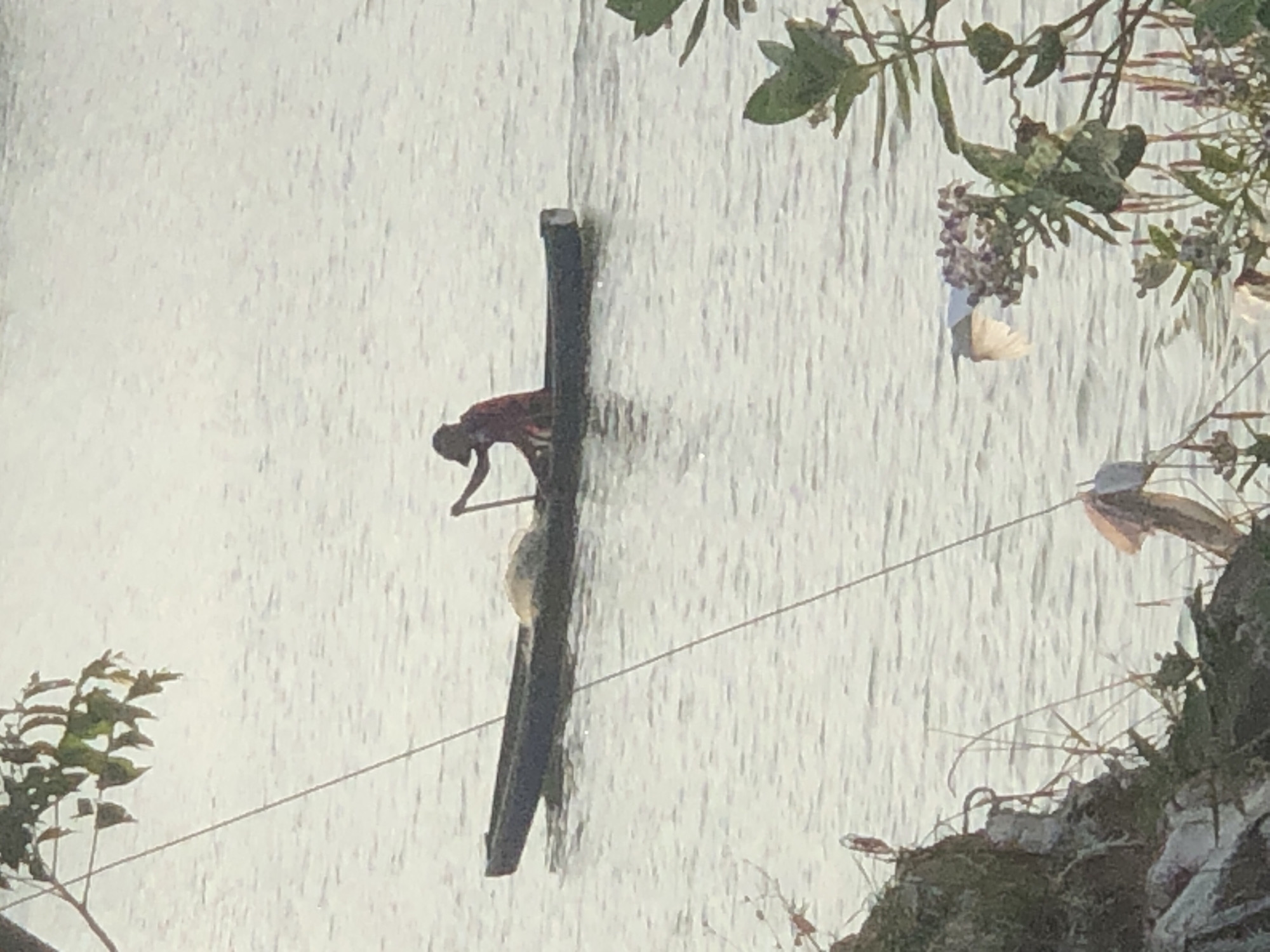 An individual is paddling a dark-colored canoe on a body of water. The canoe contains a large, light-colored object that appears to be a net or a bundle of fishing gear. The person is wearing a red garment and a dark cap. The water is calm with visible ripples. In the foreground, there is a rocky embankment with vegetation and some debris. To the right, a bird in flight is visible near some plants with purple flowers. The background is a blurred expanse of water and sky. This scene is likely located near the coast of Lhokseumawe, Indonesia, given its coastal environment and the style of the canoe and fishing equipment.