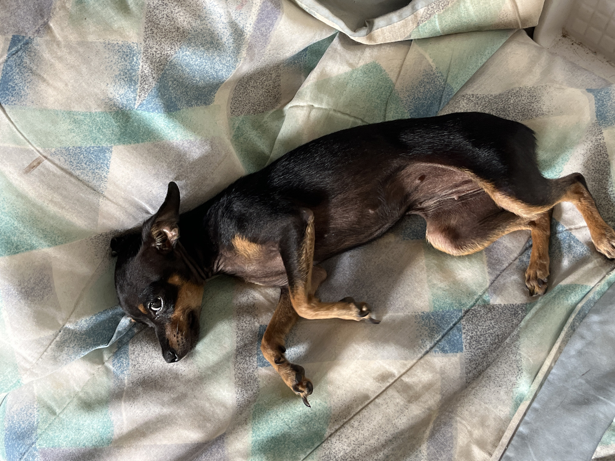 A small, black and tan dog lies on its back on a bed covered with a patterned comforter. The dog's head is turned to the left, with its eyes open. Its front paws are resting near its head, and its hind legs are bent. The comforter has a geometric pattern of blue, green, and white squares. The scene appears to be indoors, likely in a bedroom. There is no information provided about the specific location within Juan Griego, Venezuela.