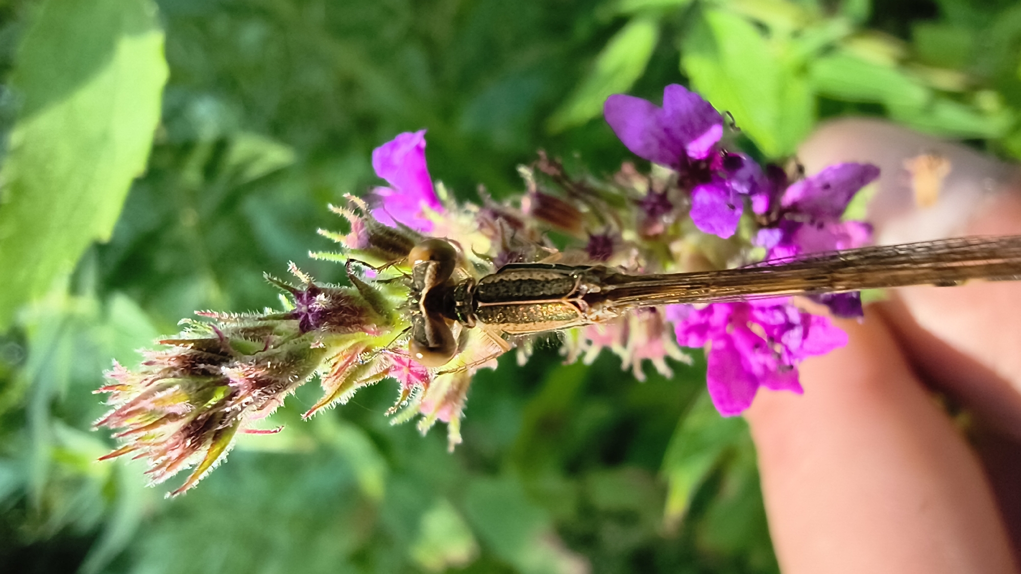A close-up, vertical, eye-level shot shows a damselfly with large, bulbous eyes perched on a flowering plant. The damselfly's body is a metallic brown with intricate detailing. The plant features small, fuzzy, reddish-pink buds at the top and vibrant purple flowers with darker centers lower down. The background is a blur of lush green foliage, suggesting an outdoor environment. A human finger is visible in the lower left of the frame, gently holding the plant. The scene appears to be in Mikhaylovka, Russia, likely in a natural setting such as a park or garden.
