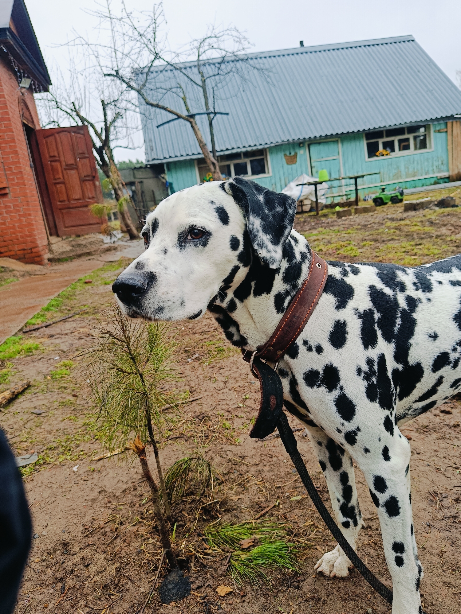 A Dalmatian dog, white with distinct black spots, stands in the foreground, looking left with an alert, neutral expression. It wears a brown leather collar with a black leash attached.
The scene depicts a rural or semi-rural outdoor setting in Rusalevka, Russia. The ground is muddy and disturbed, with sparse green grass, dry leaves, and debris. A small, damaged pine sapling is visible near the dog's head.
In the background to the left, part of a reddish-brick building with a closed, double wooden door can be seen. To the right, a light blue wooden house with a grey corrugated metal roof and multiple windows is visible. A yellow toy truck rests on the sill of one window, and a green ride-on toy vehicle is on the ground near the house. Several bare, deciduous trees, stripped of their leaves, are scattered throughout the background, suggesting a late autumn, winter, or early spring season. The sky is overcast and grey, indicating a cloudy day. No human subjects or visible text are present. The dog appears to be on a leash, possibly during a walk or paused outdoors.