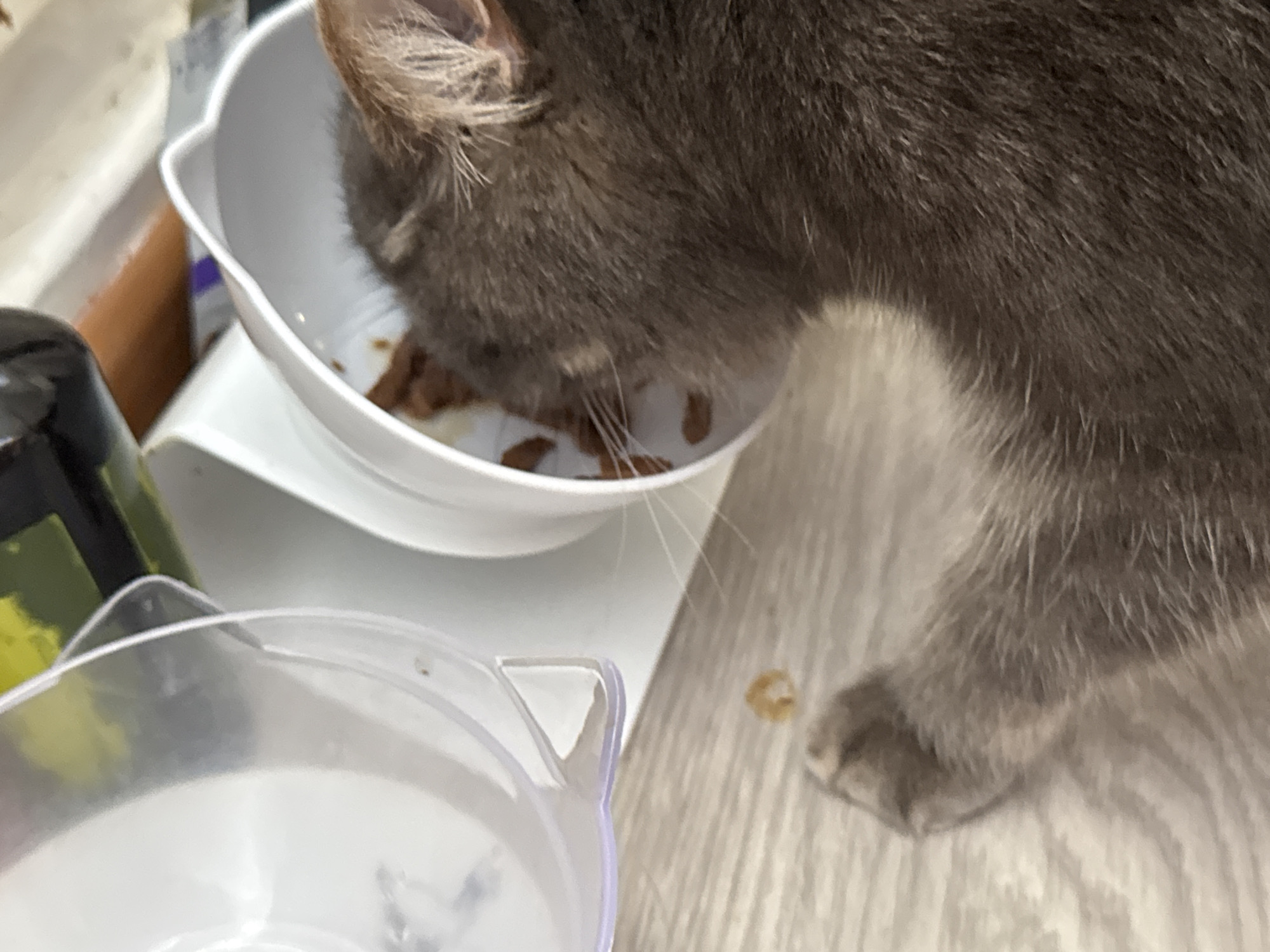 In Chaikovsky, Russia, a grey cat is eating from a white bowl. The bowl is on a white stand, which is placed on a light-colored wooden surface. To the left of the bowl, there is a partially visible dark bottle and a blurry green object. In the foreground, another clear plastic bowl is visible. The cat's head is lowered into the bowl, and its fur is dark grey. A few stray pieces of cat food are scattered on the wooden surface.