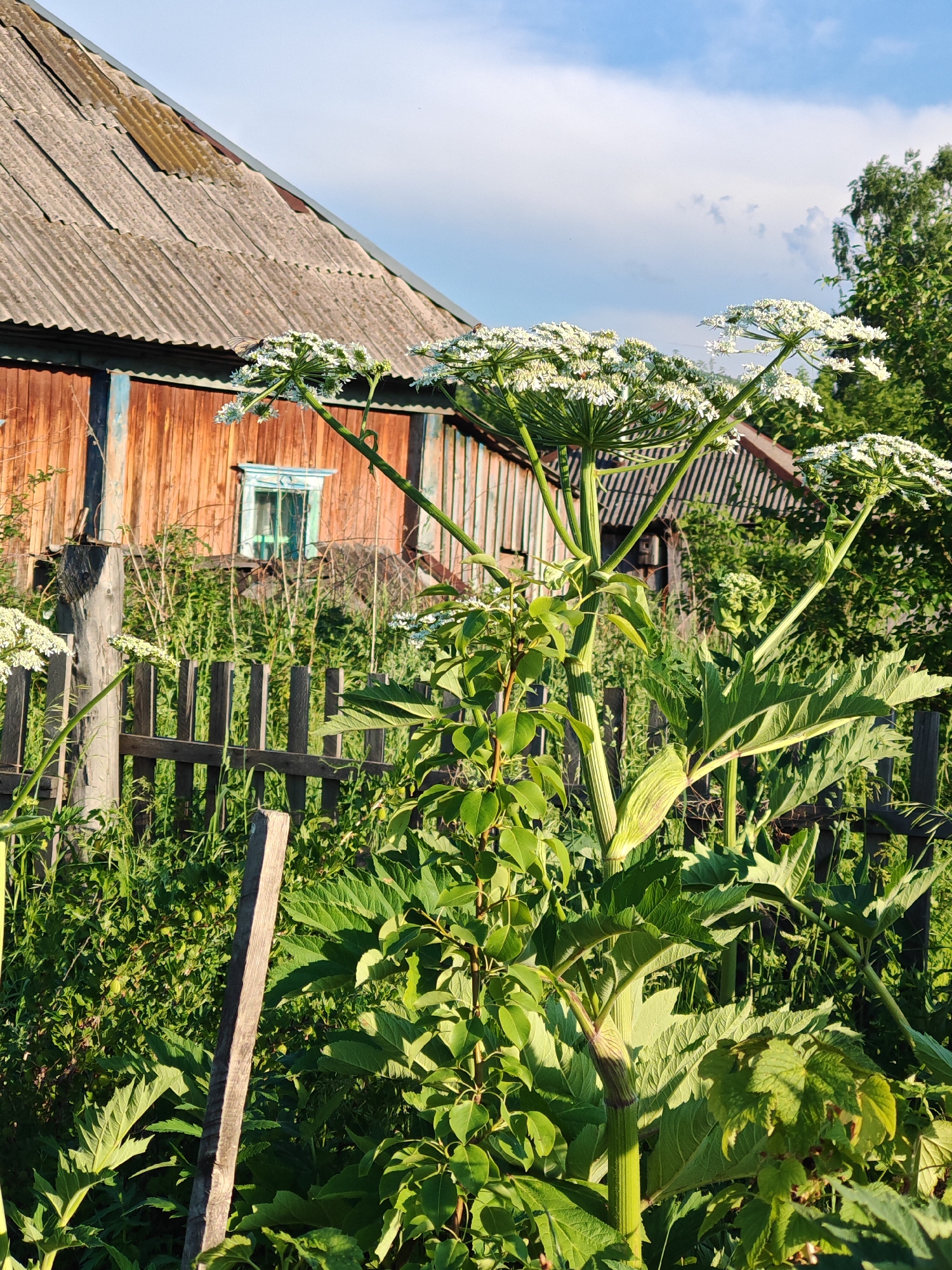 In the rural landscape of Altayskoye, Russia, a weathered wooden house with a corrugated roof stands against a backdrop of lush green vegetation and a blue sky dotted with clouds. In the foreground, a towering plant with large, umbrella-shaped clusters of white flowers dominates the scene, its thick green stem and broad leaves indicative of hogweed. A dilapidated wooden fence, weathered and grey, runs horizontally across the middle ground, separating the overgrown yard from the area behind. The house, constructed of rough-hewn wooden planks, displays a single, small turquoise window with a decorative frame. The overall impression is one of a rustic, slightly unkempt, yet vibrant natural setting adjacent to a humble dwelling.