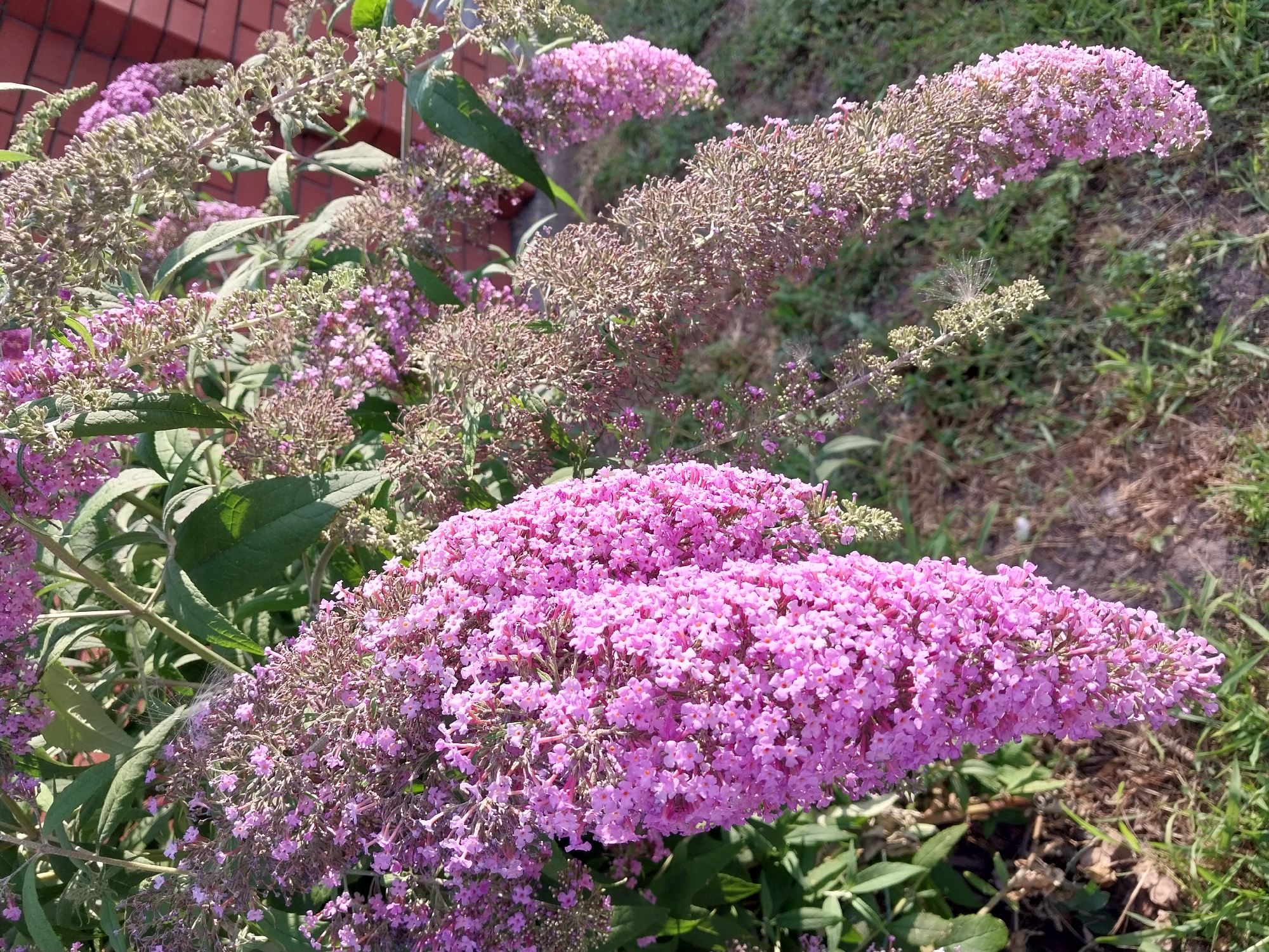 The image depicts a close-up view of a flowering plant, likely a butterfly bush, with numerous clusters of small, pink-purple blossoms. The flowers are densely packed, forming pendulous racemes. Some of the flower clusters appear to be in full bloom, while others are in various stages of development, with some dried and brownish flower heads also visible. The plant has green, lanceolate leaves. In the background, there is a brick wall, suggesting an urban or suburban setting. The ground is covered with grass and dry soil. The lighting suggests it is daytime, possibly late afternoon due to the long shadows. The location is specified as Doslidne, Ukraine. No people or specific actions are depicted.