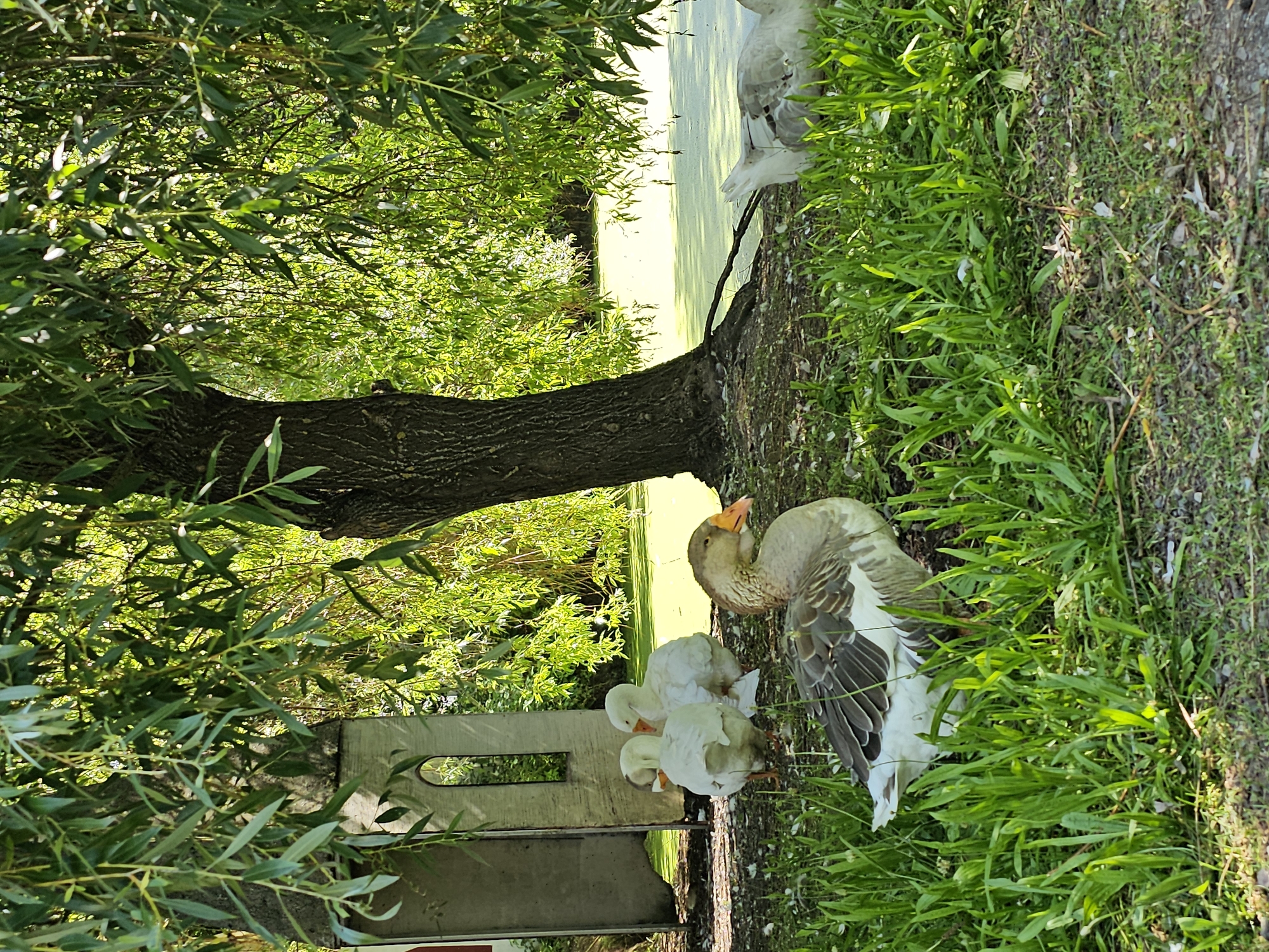 In Ulitkino, Russia, a tranquil scene unfolds by a pond. A large willow tree, its branches cascading over a small stone structure, provides shade to the area. Several geese are present; three white geese huddle together near the stone structure, while a larger, grey-and-white goose stands prominently in the foreground, facing right. Another white goose is partially visible in the background, near the pond's edge. The pond itself is covered in a layer of green algae. The ground is a mix of dirt and grass, with scattered leaves and twigs. Sunlight filters through the leaves of the willow tree, dappling the ground and creating a serene atmosphere. The overall impression is one of peaceful coexistence between the birds and their natural environment.