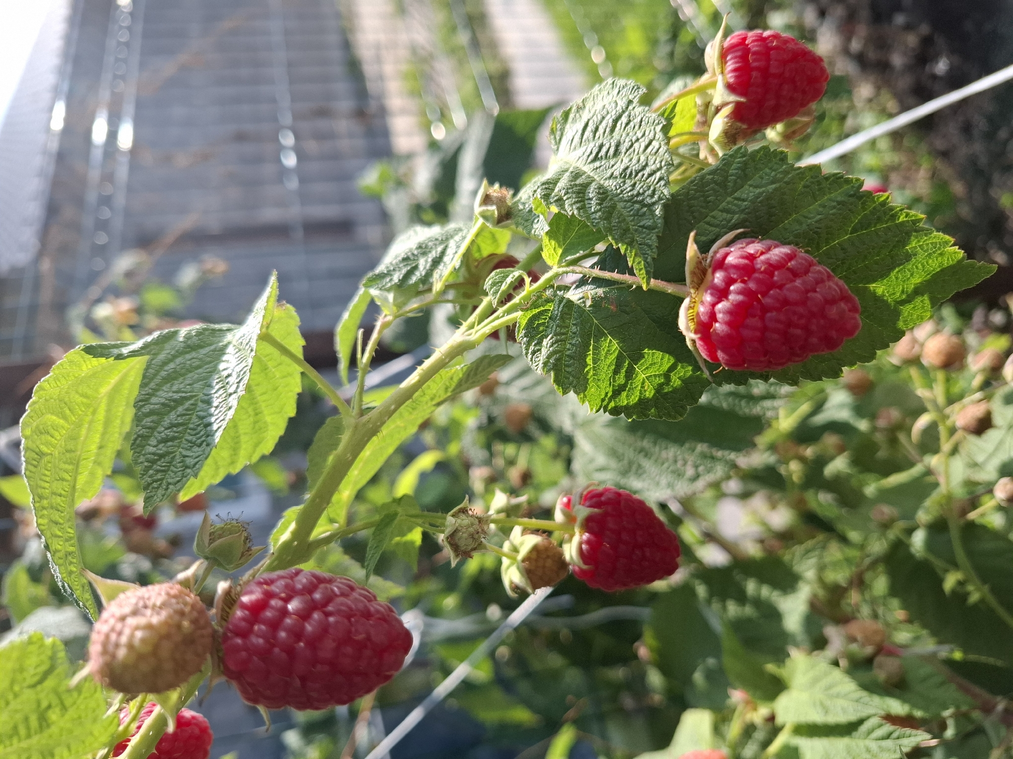 A cluster of bright red raspberries hangs from a thorny branch amidst lush green leaves. The berries are plump and ripe, their textured surfaces catching the sunlight. In the background, a grey fence and the blurred outline of buildings suggest an urban or suburban setting, possibly a garden in Tyumen, Russia. The overall scene evokes a sense of summer abundance and natural beauty within a developed landscape.