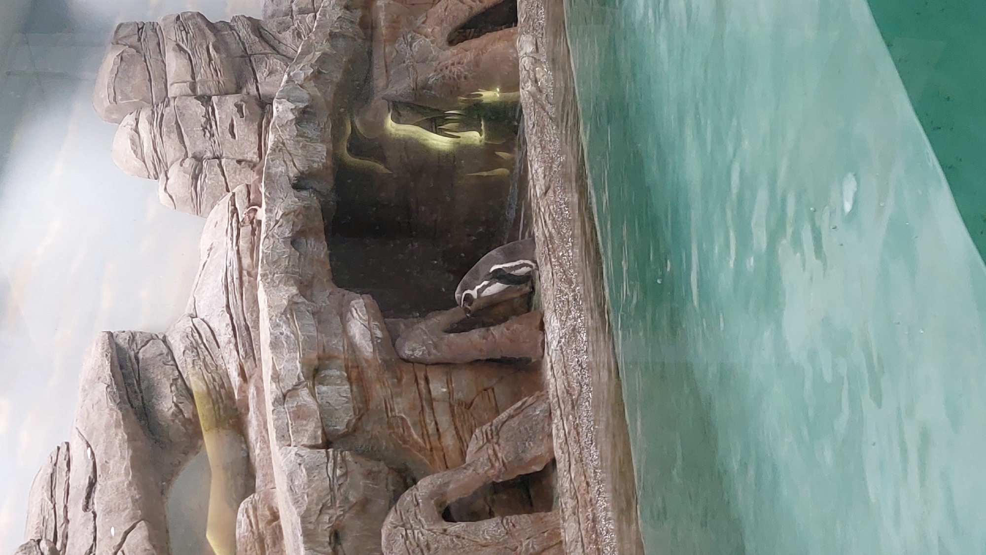 The image shows a penguin in a man-made rock structure behind glass. The penguin has black and white plumage and is perched on a rock ledge. There is water visible to the right of the rock structure. The scene is likely located at the Novosibirsk Zoo in Novosibirsk, Russia.