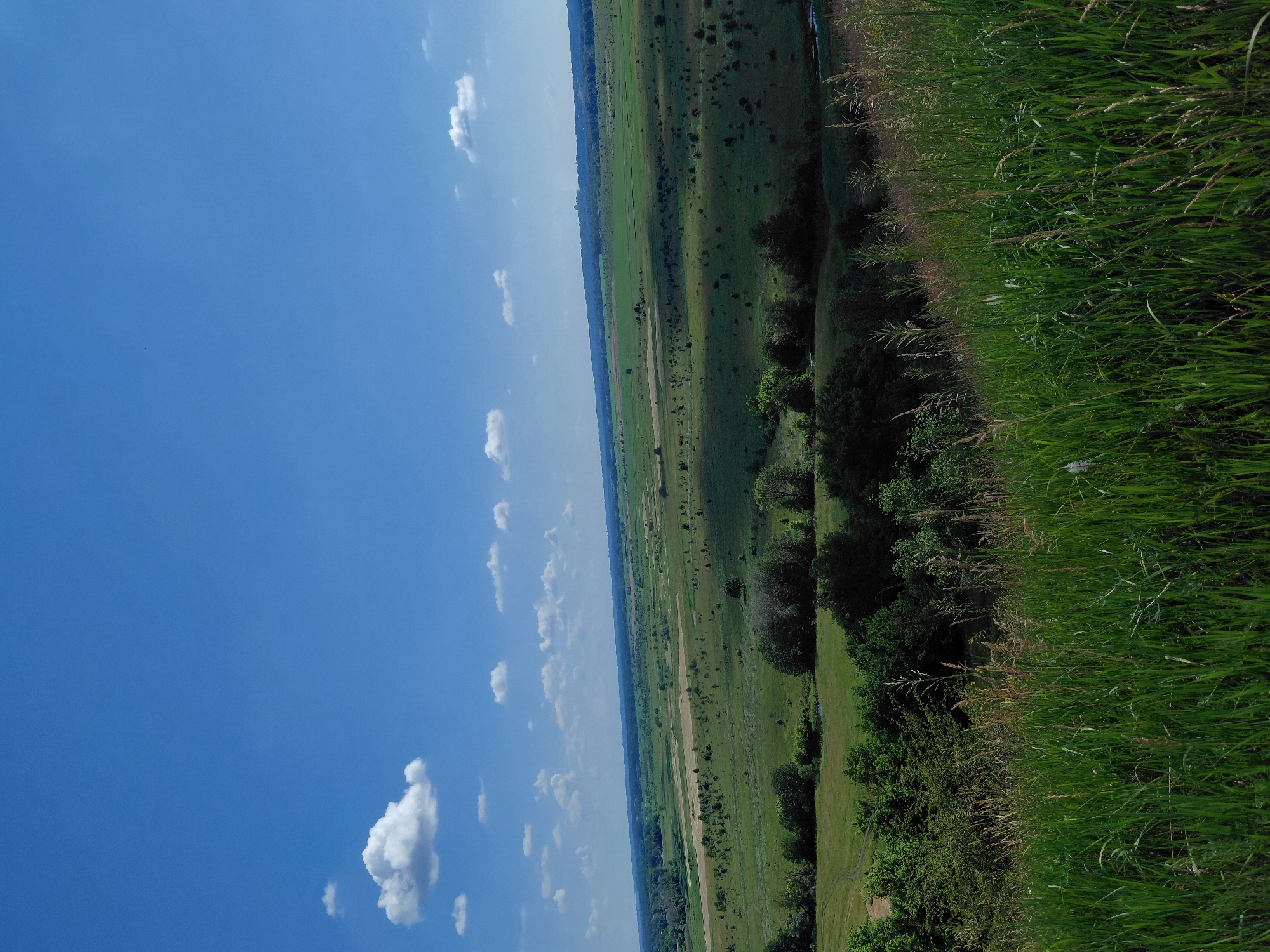 A wide, panoramic view of a lush green landscape under a bright blue sky dotted with fluffy white clouds. The foreground is dominated by tall, wild grass and vegetation, with some lighter-colored stalks interspersed. A gently sloping hill leads down into a vast, expansive valley. The valley floor is a patchwork of various shades of green, with cultivated fields and scattered clumps of trees. In the middle ground, a line of darker green trees forms a natural boundary. The horizon is a soft, hazy line separating the land from the sky. The overall scene is one of natural beauty and open space.