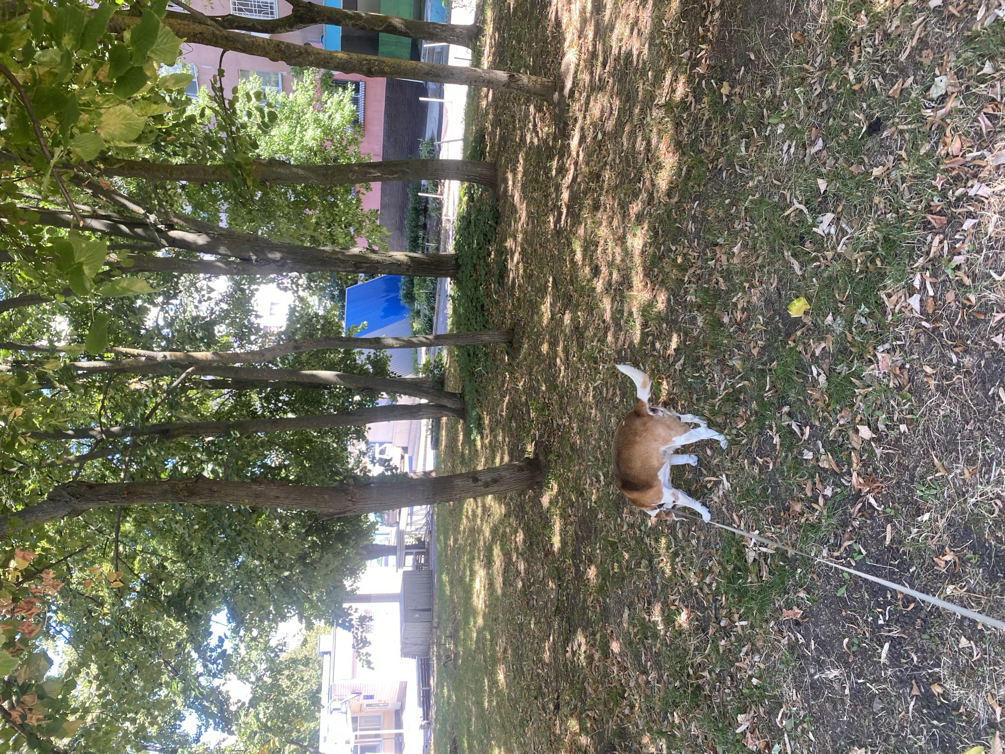 A beagle mix dog is on a leash in a park-like area in Chornomorsk, Ukraine. The dog, predominantly brown and white with some black markings, is facing away from the camera and sniffing the ground. It is connected to a thin, light-colored leash that extends towards the bottom left of the frame. The ground is covered with dry leaves and sparse green grass, with dappled sunlight filtering through the trees. Behind the dog, several mature trees with green foliage are visible, their trunks casting shadows on the ground. In the background, there are buildings, including a pink building with windows and a blue, angled structure. The overall environment suggests a residential or public outdoor space.