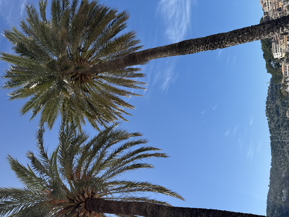 The image displays a coastal scene in El Port, Spain, framed by two prominent palm trees against a clear, vibrant blue sky. The left palm tree features a dark brown, textured trunk extending from the lower-left edge upwards, topped by a dense crown of green fronds that fan into the upper left quadrant. A similar palm tree on the right side also has a dark, textured trunk angled slightly, with its green fronds filling the upper right.
Between and above the palm fronds, the sky is a bright azure, punctuated by sparse, wispy white cirrus clouds. The lower third of the image reveals a detailed background: a body of water, likely a bay or harbor, dotted with the masts of several boats or yachts. Beyond the water, green, tree-covered hills rise, interspersed with numerous light-colored, multi-story buildings with tiled roofs, indicating a populated coastal settlement. On a distant peak to the right, a solitary white structure, possibly a lighthouse or a communication tower, is visible. The scene is devoid of any discernable human figures, animals, or explicit interactions.