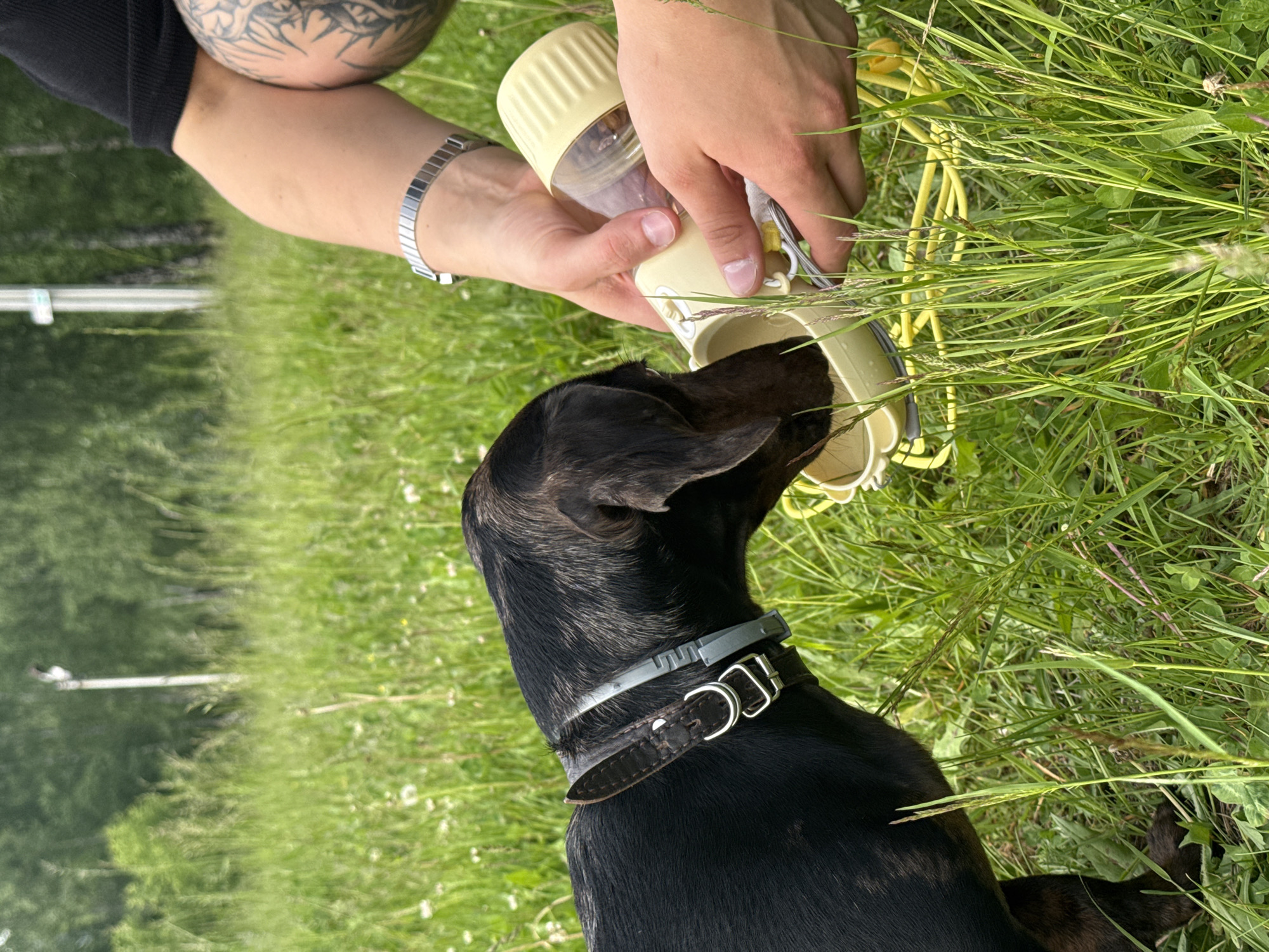 The image captures a close-up scene in a grassy outdoor environment, likely a field or meadow, in Chaikovsky, Russia, during clear daylight hours. A black and brown brindle-colored dog, viewed from a slightly elevated perspective, is actively drinking from a portable pet water bottle held by a person.
The dog's head is immersed in the light yellow, bowl-shaped part of the dispenser. It wears two collars: a wider, dark brown leather collar with a silver buckle, and a narrower, light grey collar with a distinct buckle design.
Only the upper body and arms of the person are visible. They are wearing a dark short-sleeved top, and a prominent tattoo adorns their left arm. A silver-colored, link-style bracelet is visible on their right wrist as they carefully hold the water bottle for the dog. The bottle itself is a two-part design, with a transparent upper section that appears to contain dry dog food or treats, and the lower, opaque yellow section functioning as a water bowl. A yellow leash or cord is partially visible, resting in the tall green grass to the right of the water bottle.
The setting is characterized by lush, tall green grass filling most of the frame. In the blurred background, green foliage from trees or bushes and a faint white object, possibly a fence post or marker, are discernible. The overall impression is one of attentiveness and care as the person ensures their dog stays hydrated during an outdoor excursion.