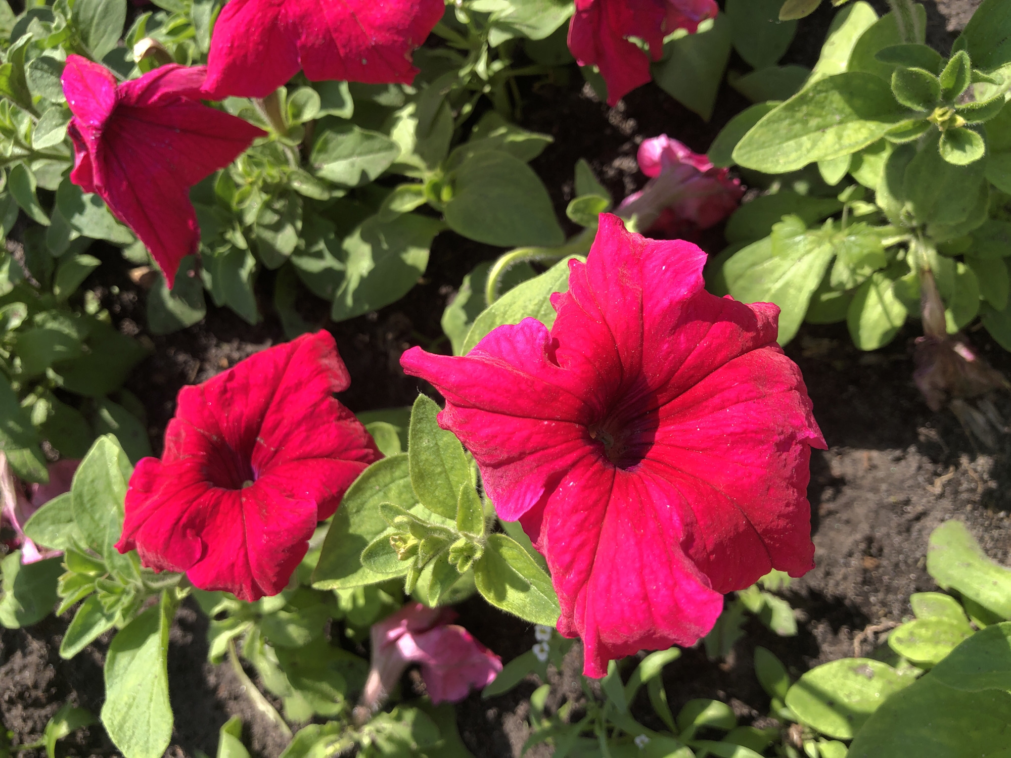 The image shows several red petunia flowers in a garden bed. The flowers are vibrant and fully open, with visible texture and detail. Green foliage surrounds the flowers. The background is slightly out of focus, but suggests a garden setting. The location is Kyiv, Ukraine.