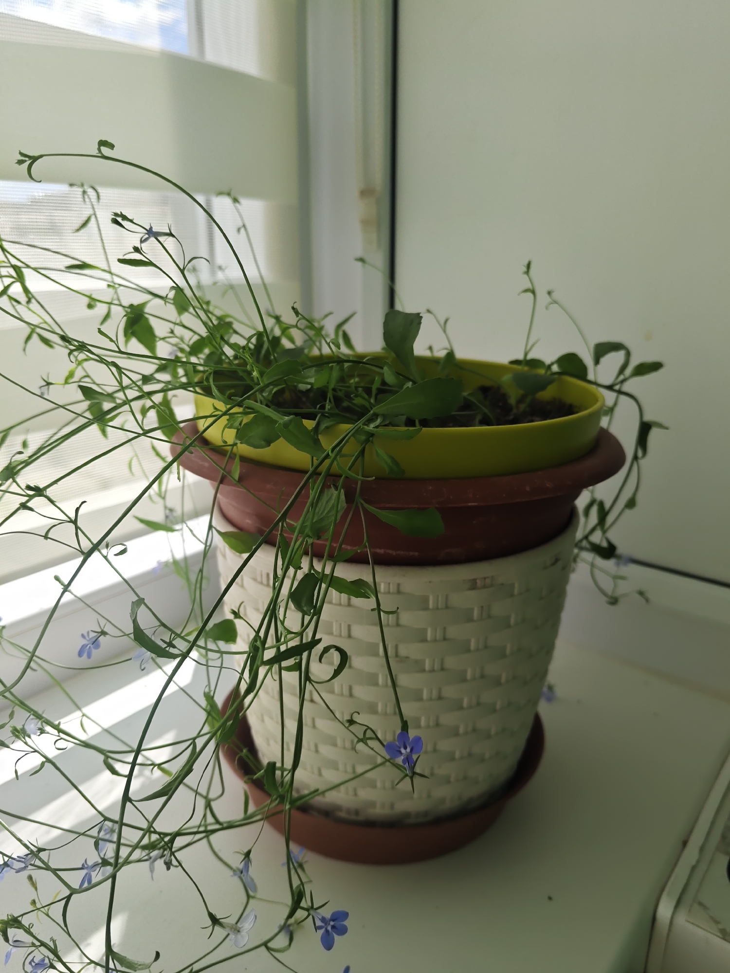 A potted plant with long, trailing stems and small blue flowers sits on a windowsill. The plant is in a stack of three pots: a yellow pot on top, a brown pot in the middle, and a white textured pot at the bottom. The windowsill is white and appears to be made of plastic. Behind the plant, a window with horizontal blinds is visible, showing a light blue sky with some white clouds. The environment suggests an indoor setting, likely a residential or office space, with natural light entering through the window. The location is identified as being in the city of Курашим, Russia.