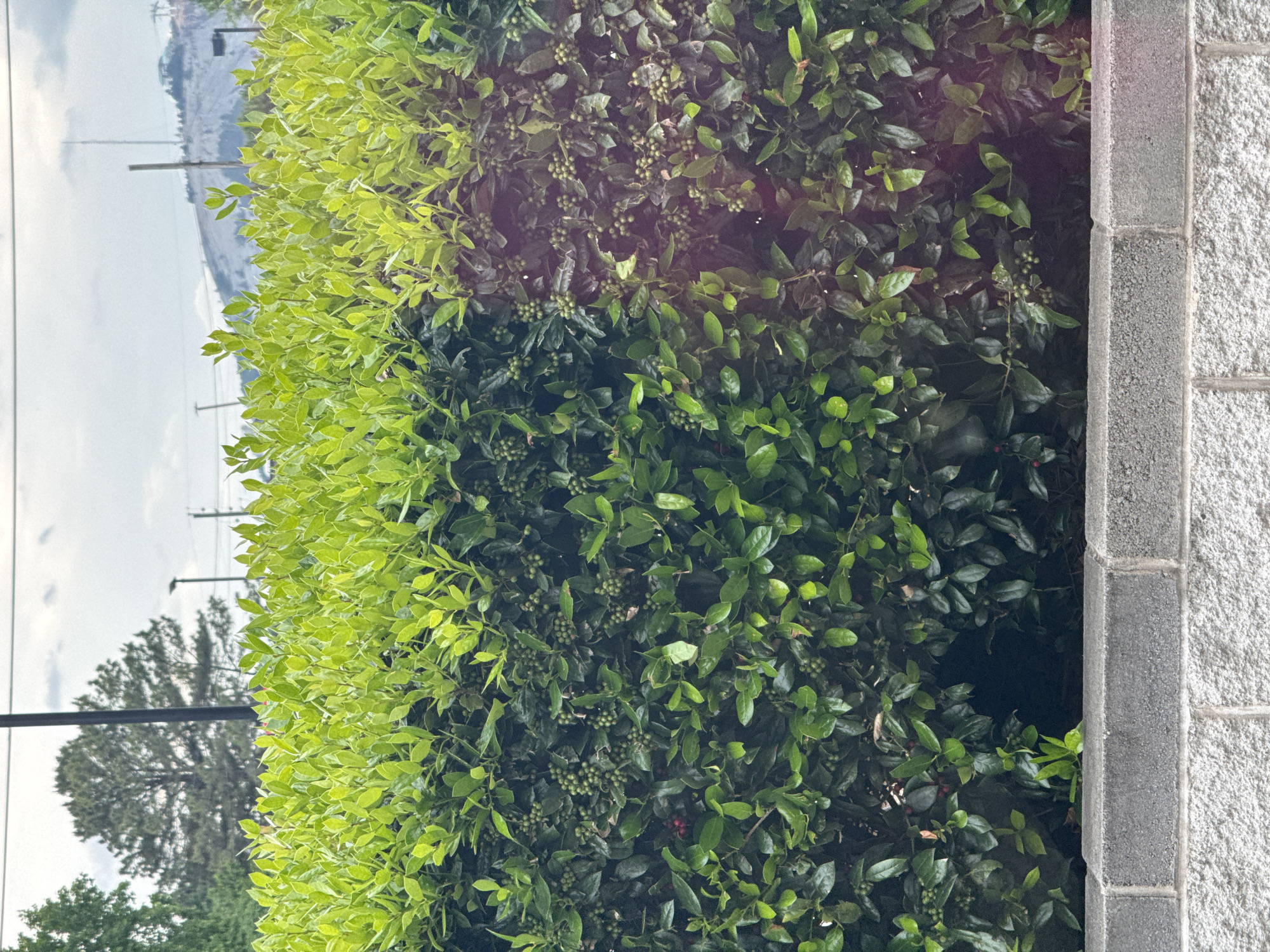 The image shows a dense green bush with varying shades of leaves, ranging from bright lime green to dark forest green. Small green berries are visible throughout the bush. To the right of the bush is a grey brick wall. In the background, glimpses of a cloudy sky, trees, and utility poles can be seen, suggesting an outdoor setting. The location is assumed to be in the city of Stone Mountain, United States of America.