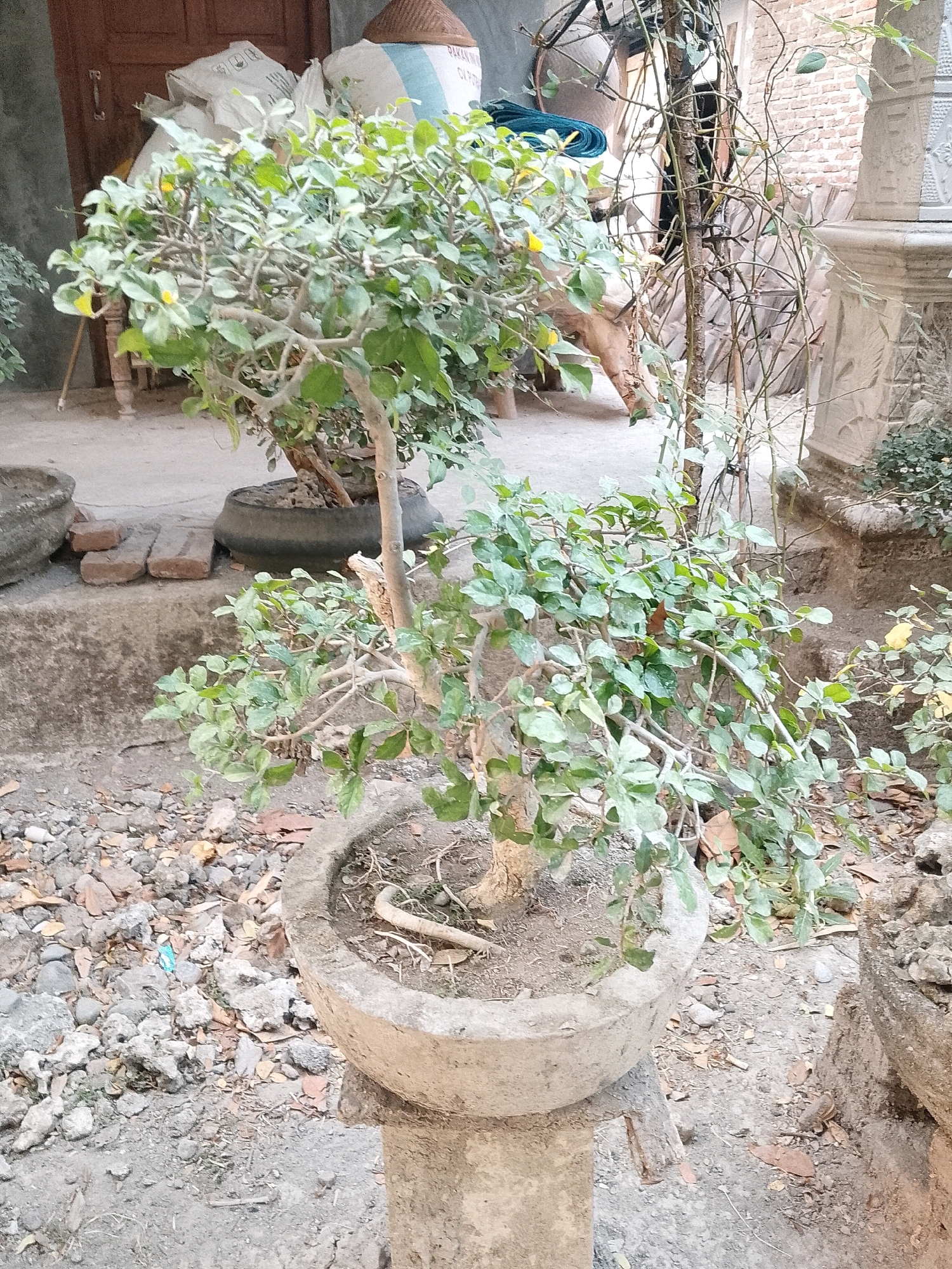 In Gerih, Indonesia, a bonsai tree in a concrete pot sits on a concrete pedestal. The tree has thin branches with green leaves and small yellow flowers. The pot is weathered and cracked. The background shows a wall, some bags, and other plants. The ground is covered in gravel and dirt.