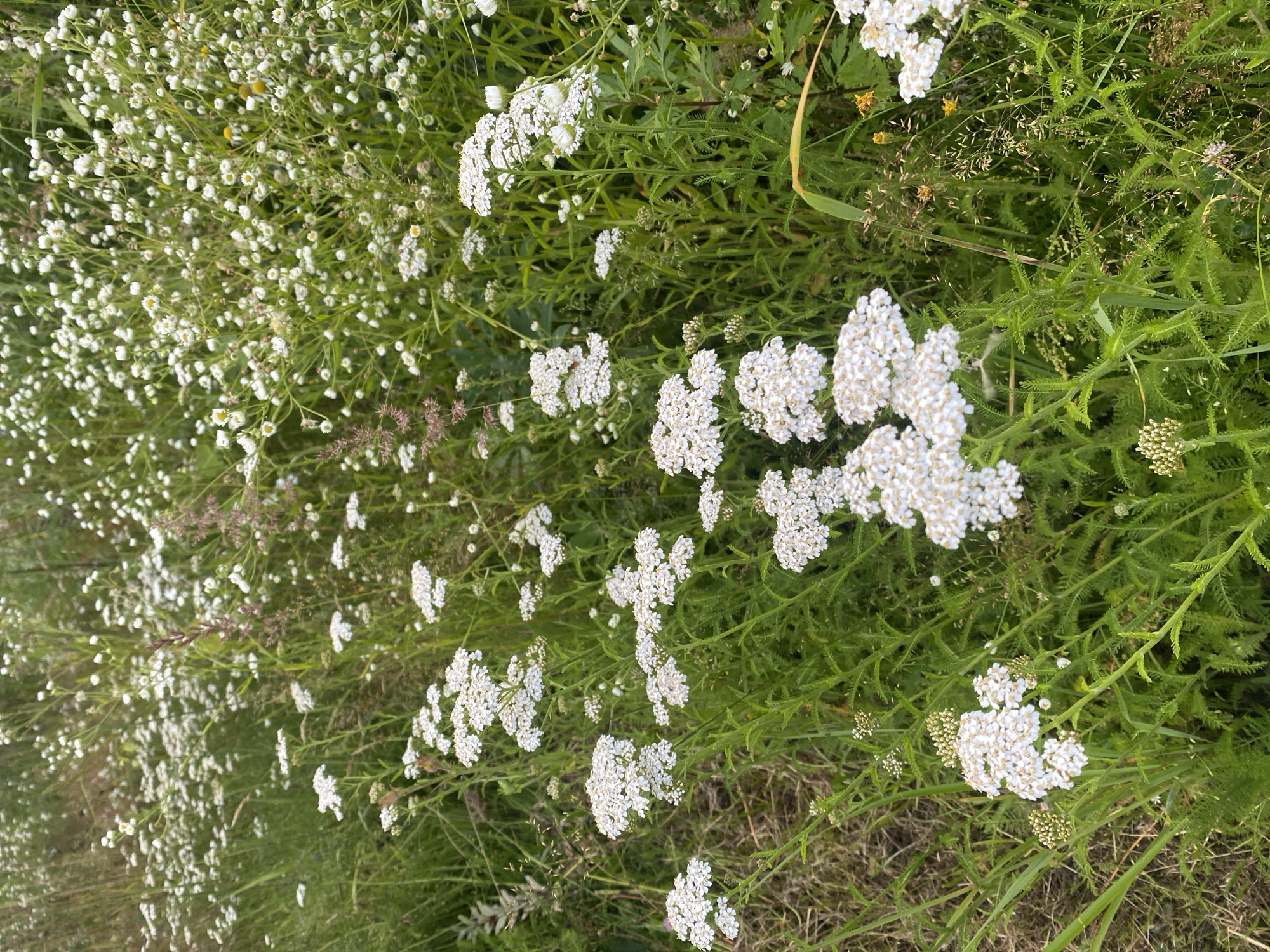 A close-up, eye-level shot captures a dense field of white yarrow flowers and various grasses in Lindo-Pustyn' (Kantaurovskii S/S), Russia. The yarrow flowers, with their small, clustered white petals, are the dominant feature, forming a lush carpet across the frame. Some of the yarrow heads are fully bloomed, while others are still in bud. Interspersed among the yarrow are taller stalks of grass and a few smaller, yellow-flowered plants. The overall impression is one of a wild, natural meadow under an overcast sky. There are no people or animals visible in the image.