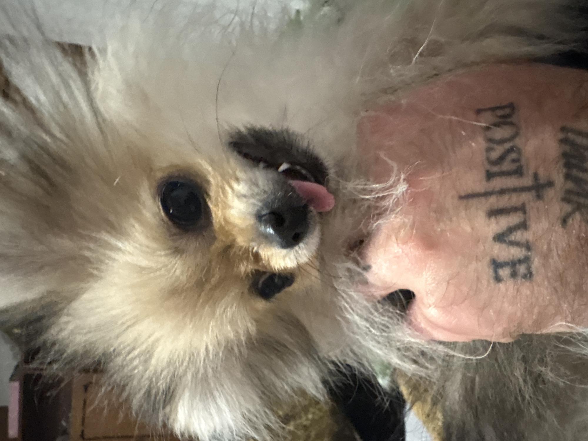 A close-up, rotated image features a Pomeranian dog and a portion of a person's face. The dog has light-colored fur, dark eyes, a black nose, and its tongue is visible. The person's face includes a nose and a tattoo on the arm, reading "THINK POSITIVE." The background is blurred and indistinct. There is no evidence or indication of Asenovgrad, Bulgaria.