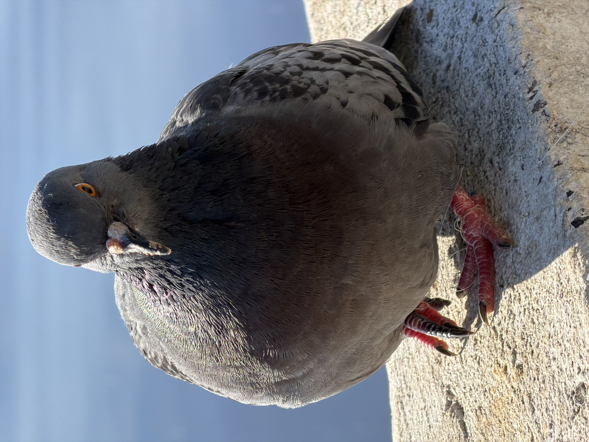 A close-up, low-angle shot shows a pigeon perched on a textured, light-colored surface that appears to be concrete. The pigeon is facing left, with its head tilted down and its beak slightly open. Its eye is a striking orange-yellow. The bird's feathers are predominantly gray, with darker markings on its wings. Its feet are a vibrant red, with sharp claws gripping the surface. Sunlight casts shadows, suggesting it is daytime. In the background, a clear blue sky is visible. The overall scene is simple, focusing on the pigeon and its immediate surroundings. There is no visible text.