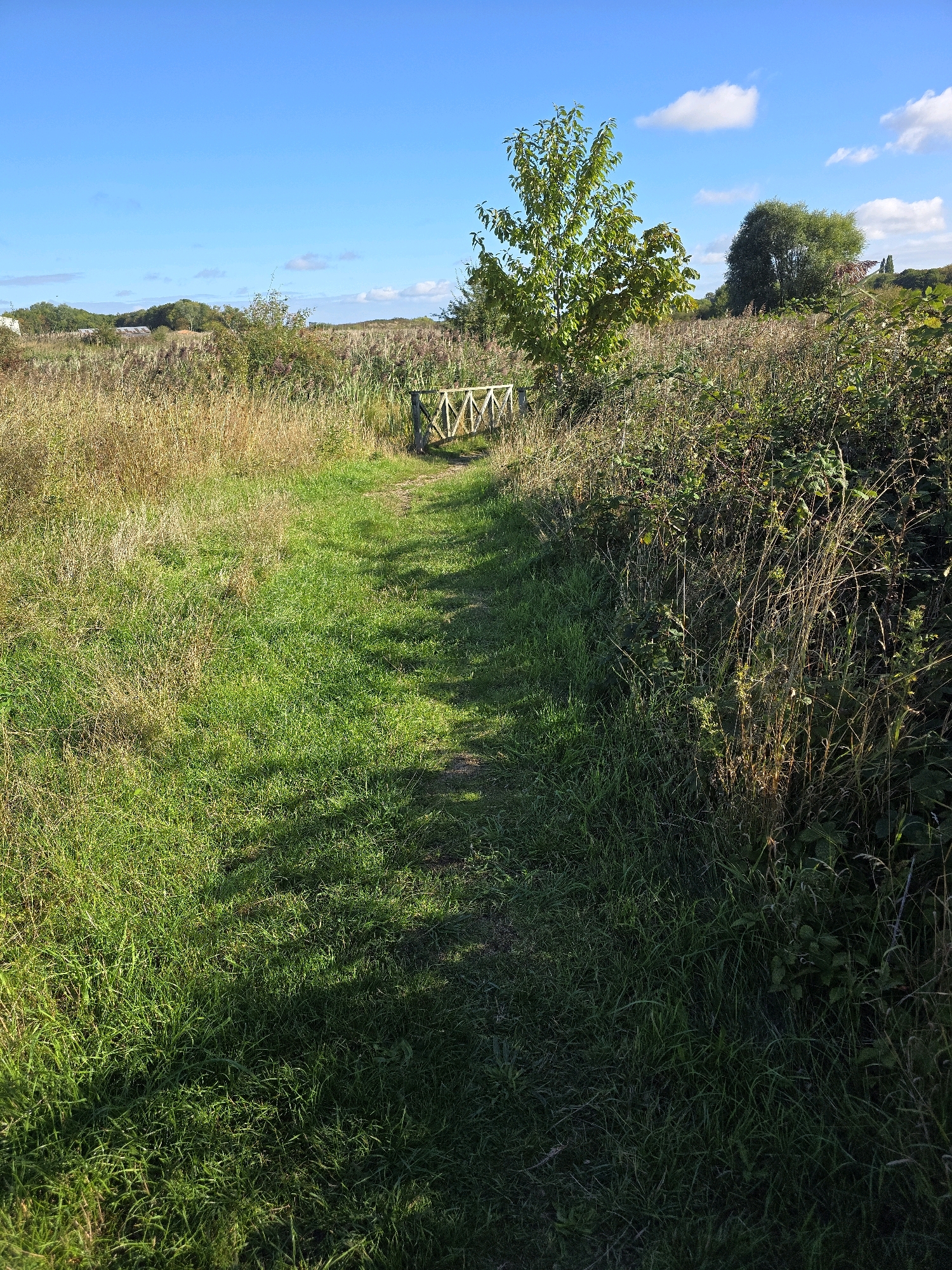 A sunlit, narrow dirt path winds through a grassy field, casting a shadow to the left. On the right side of the path, tall, dry reeds and green foliage dominate the foreground. Further back, a small wooden fence with an 'X' design spans across the path. A young, leafy green tree stands to the left of the fence, with a larger, fuller tree in the background. The sky above is a clear blue with a few scattered white clouds. The scene appears to be a natural or park-like setting, likely outdoors in the countryside.