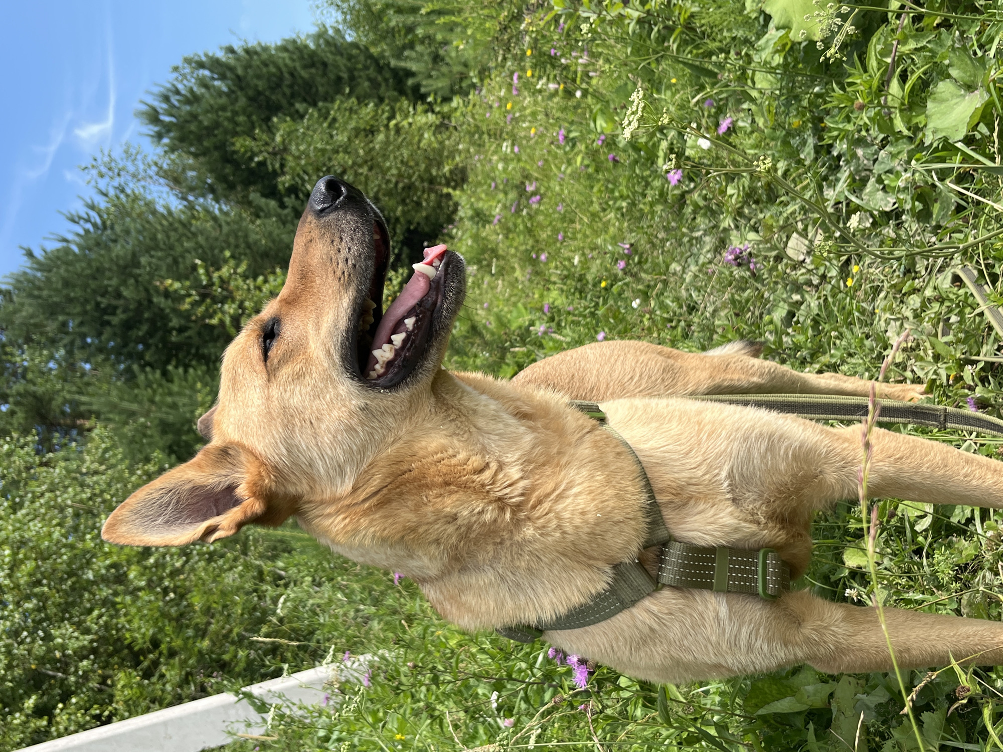 A medium-sized, light brown dog with erect ears and an open mouth stands in a field of green grass and wildflowers. The dog is wearing a dark green harness. In the background, there are trees and a bright blue sky with some wispy clouds. A portion of a white pole is visible on the left side of the image. The scene appears to be outdoors in a natural setting, possibly a park or a rural area.