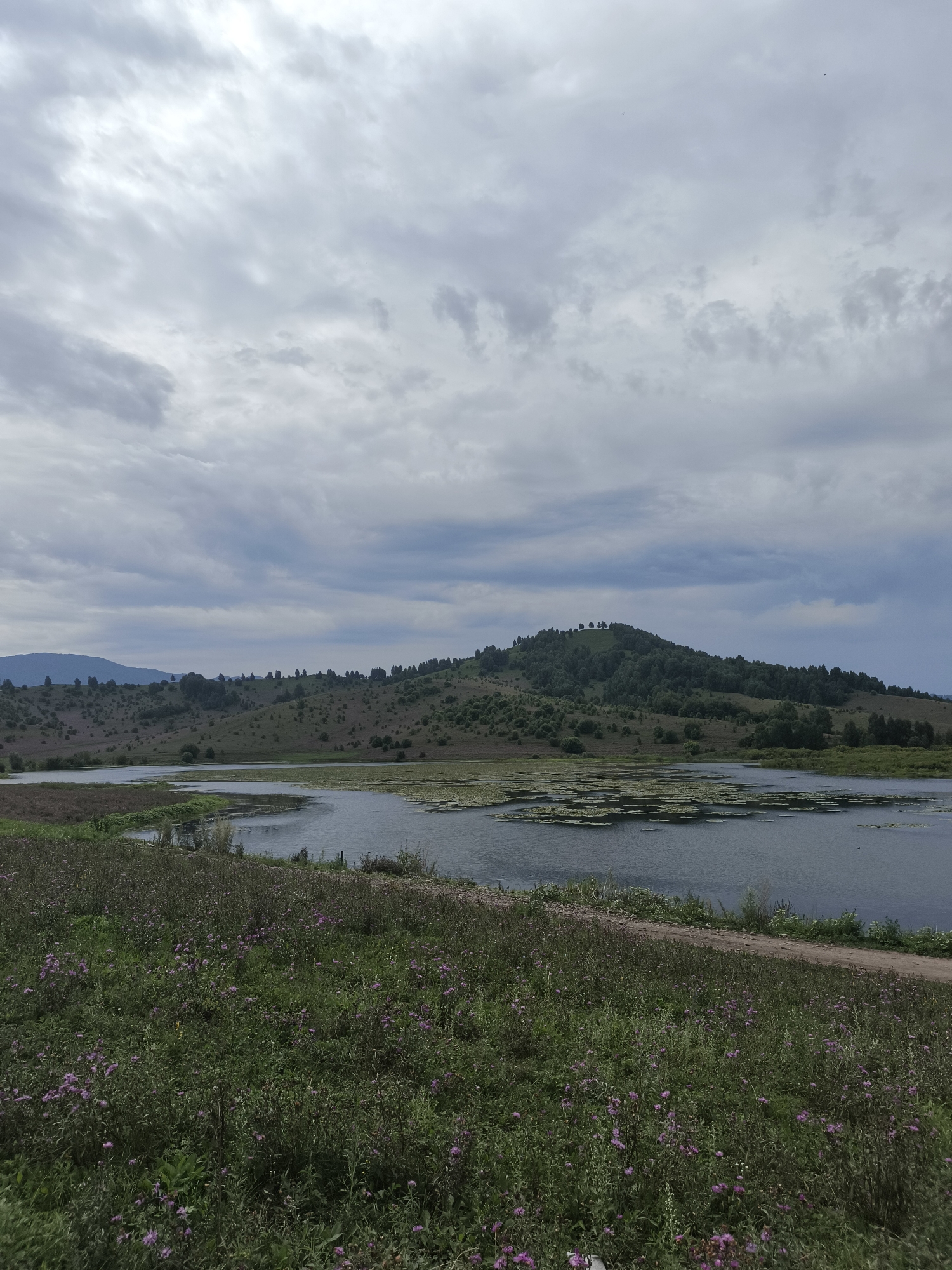 An outdoor, wide-angle, vertical shot captures a serene landscape under a cloudy sky. In the foreground, a field of green foliage is dotted with small purple flowers, leading to a dirt path that curves along the edge of a dark blue lake. The lake, covered with lily pads, stretches towards the background, where rolling hills covered in green vegetation and scattered trees rise. A distant mountain range with a hazy blue silhouette forms the backdrop against the overcast sky. The overall mood is calm and natural.