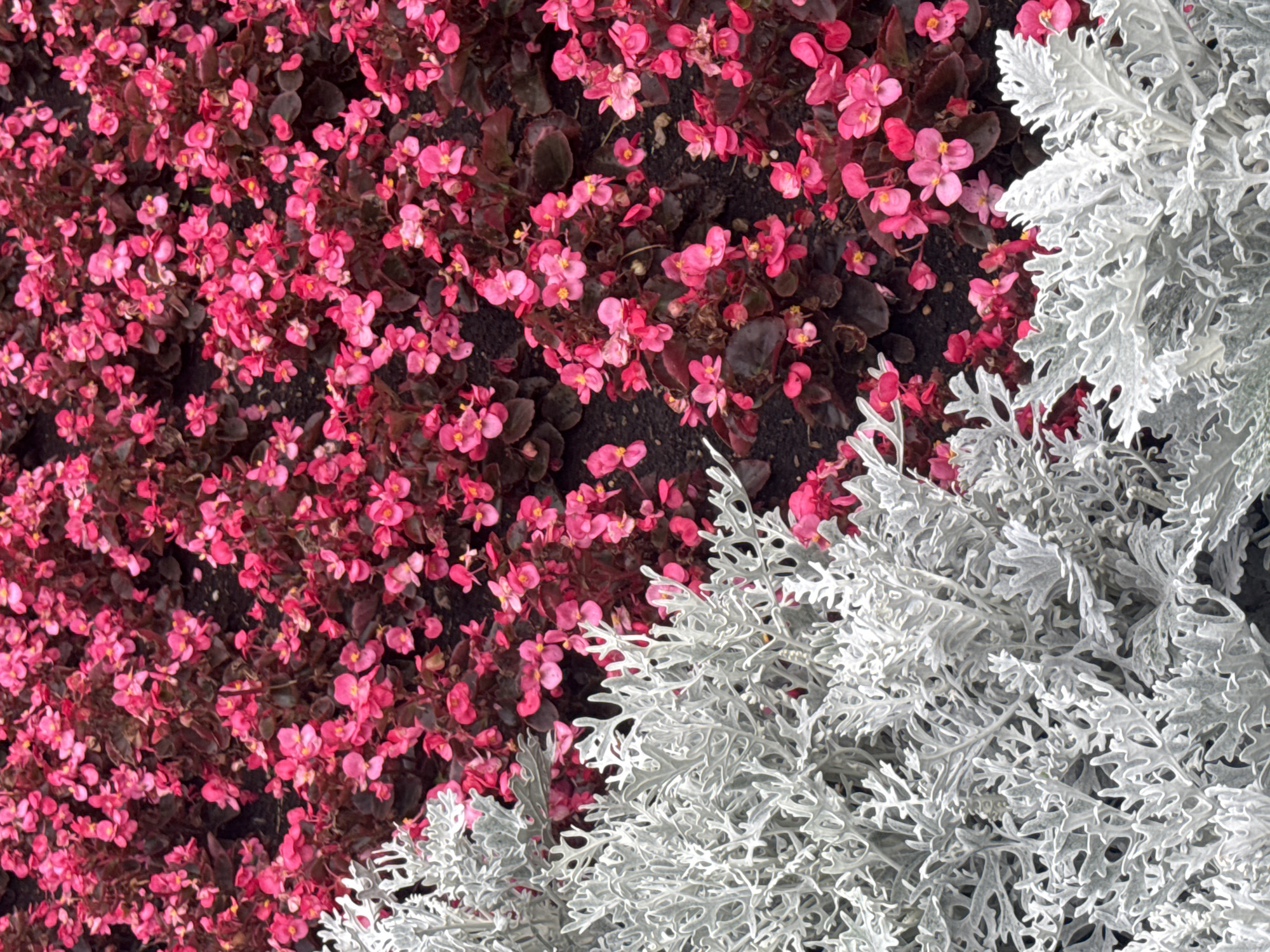 The image shows a close-up, overhead view of a flower bed containing pink begonias and silver-leafed plants, possibly dusty miller. The pink flowers are abundant and clustered together, with some dark green foliage visible beneath them. The silver plants have intricate, feathery leaves that contrast sharply with the bright pink of the flowers. The composition is tightly cropped, with the plants filling the entire frame. The setting appears to be a garden or park. There are no people or animals visible in the image. The location in Ufa, Russia is not specified or discernible from the image itself.