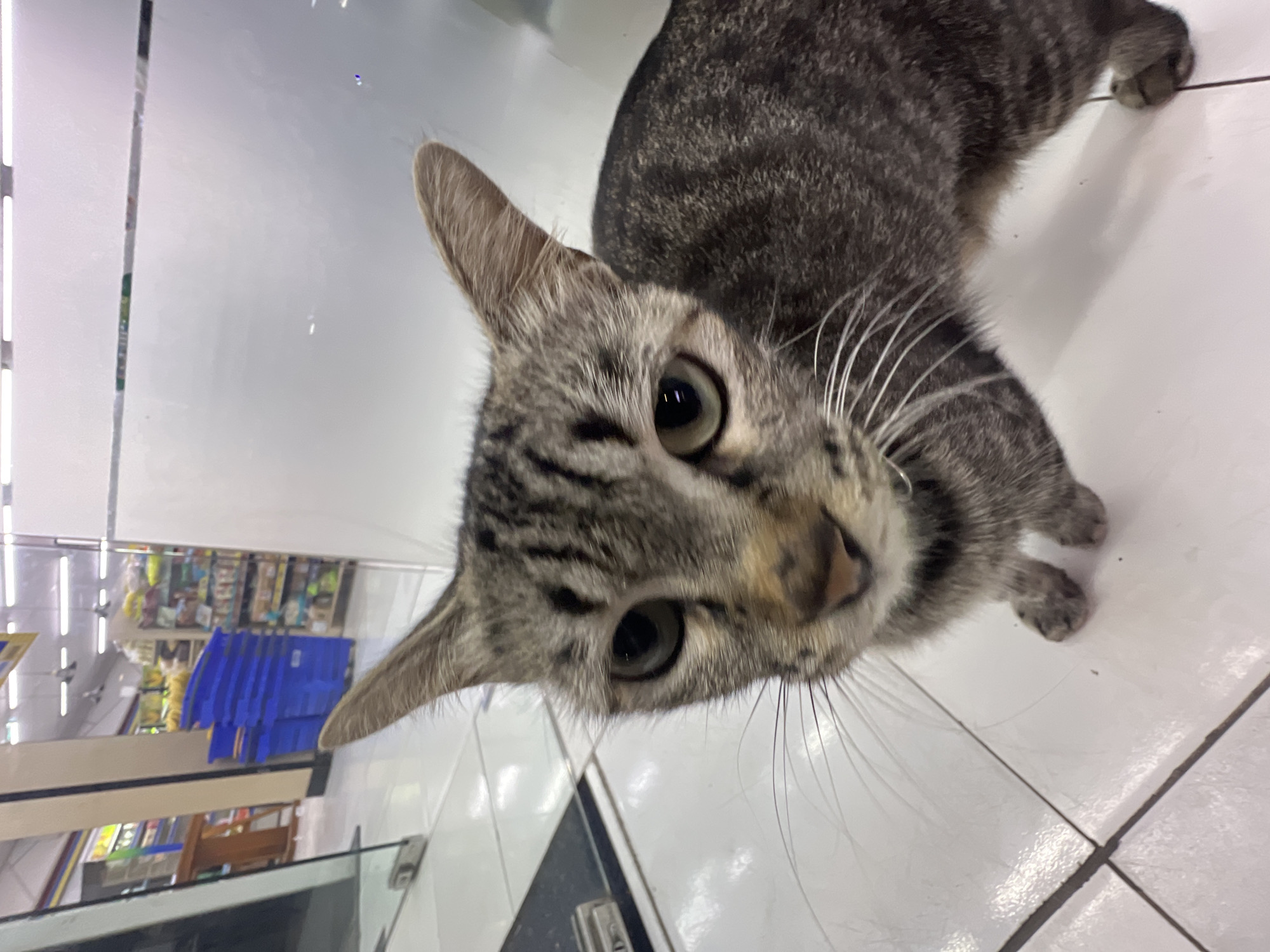 A tabby cat with grey and black stripes is standing on a tiled floor. The cat is looking directly at the camera with its eyes wide open. Its ears are pointed upwards, and its whiskers are fanned out. In the background, there are shelves stocked with various items, suggesting the location is a store or market. The floor appears to be made of large white tiles with dark grout lines. The overall lighting is bright, indicating an indoor setting, possibly a convenience store or a similar establishment in Kuta Selatan, Indonesia. The image has a shallow depth of field, with the cat in sharp focus and the background slightly blurred.