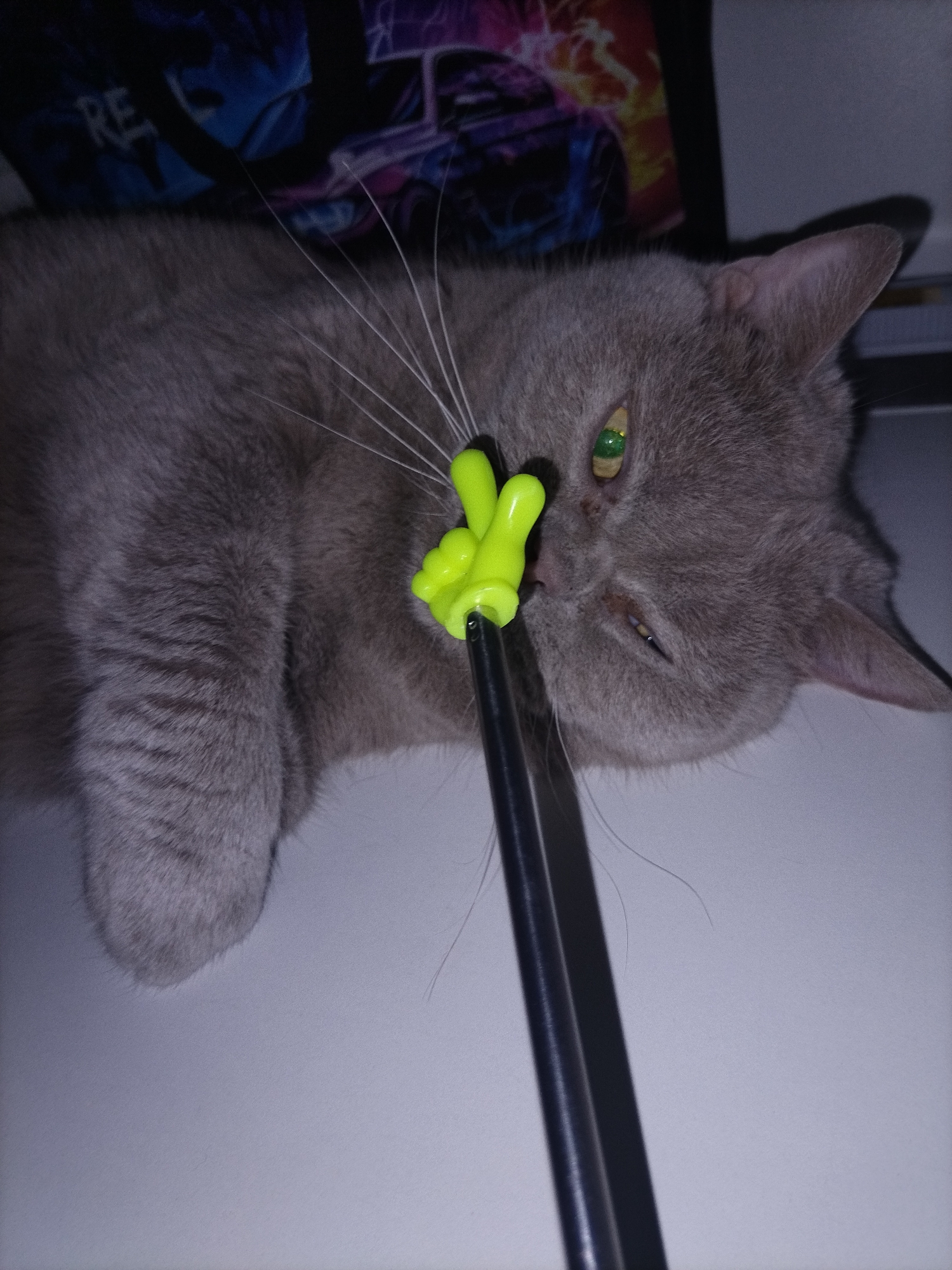 A grey cat is lying on its back with its head tilted to the right, its paws outstretched. It is playing with a toy that is shaped like a hand and is attached to a black stick. The toy is green and has five fingers. The cat's eyes are green and its pupils are dilated. The background is a blurry image of a dark room with some colorful lights. The image appears to be taken in a domestic setting.