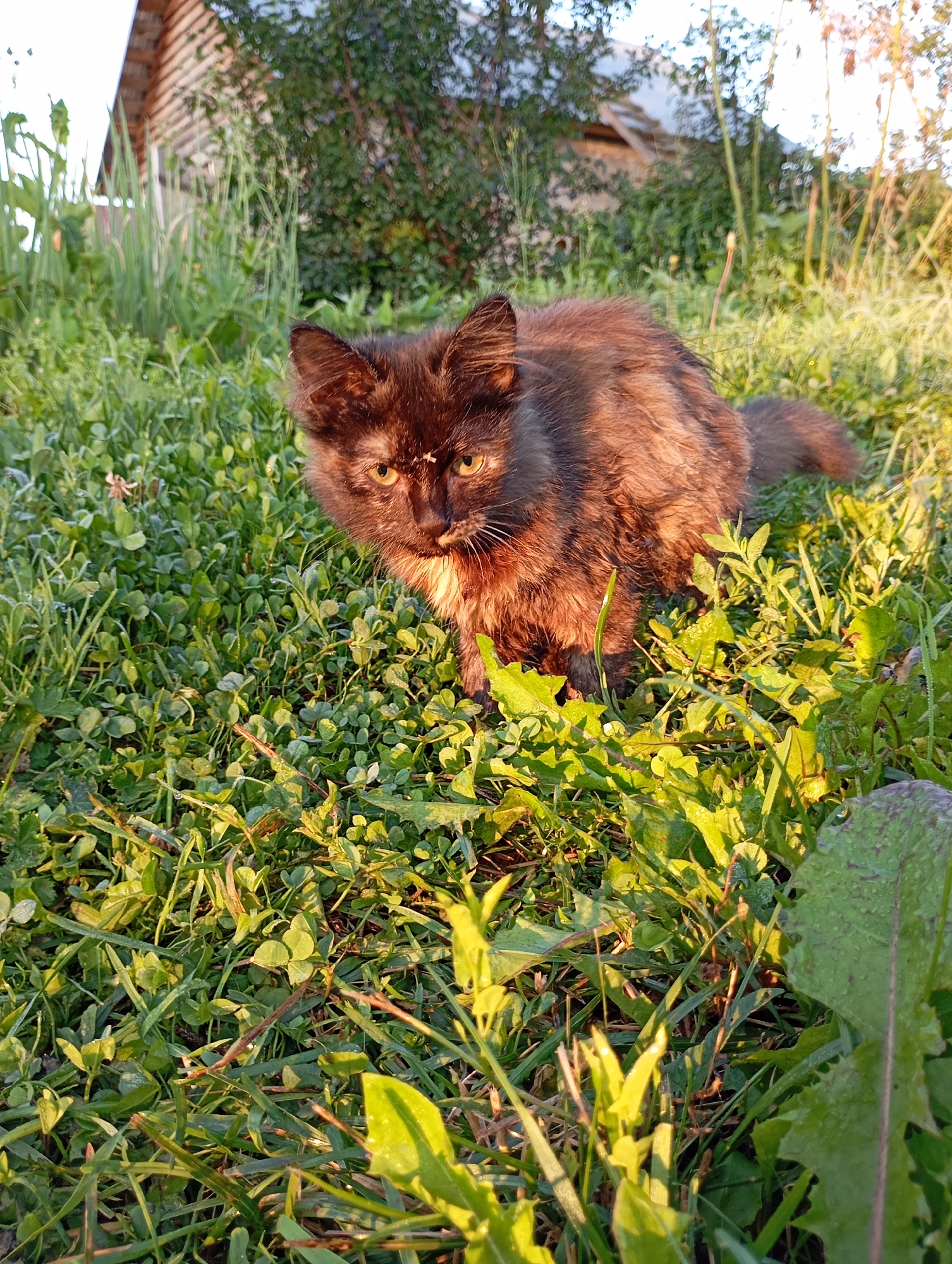 A fluffy, dark-haired cat with yellow eyes is crouched in a patch of green grass, illuminated by warm, low sunlight. The cat's fur appears slightly damp, and a small insect is visible on its forehead. In the background, out of focus, is a wooden structure, possibly a shed or small house, with greenery and trees surrounding it. The scene suggests a rural or semi-rural environment. The location is identified as Fokino, Russia.