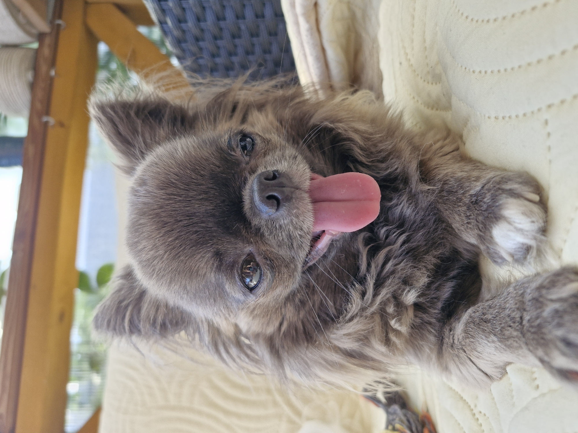 A long-haired, grey Chihuahua is resting on a cream-colored, quilted surface. The dog's tongue is hanging out, and its eyes are looking forward. In the background, there is a wooden structure, possibly part of a porch or gazebo. The overall setting suggests an outdoor or semi-outdoor location. The image does not contain any specific landmarks or elements that would allow for pinpointing a location within Klaipėda, Lithuania, or any other city.