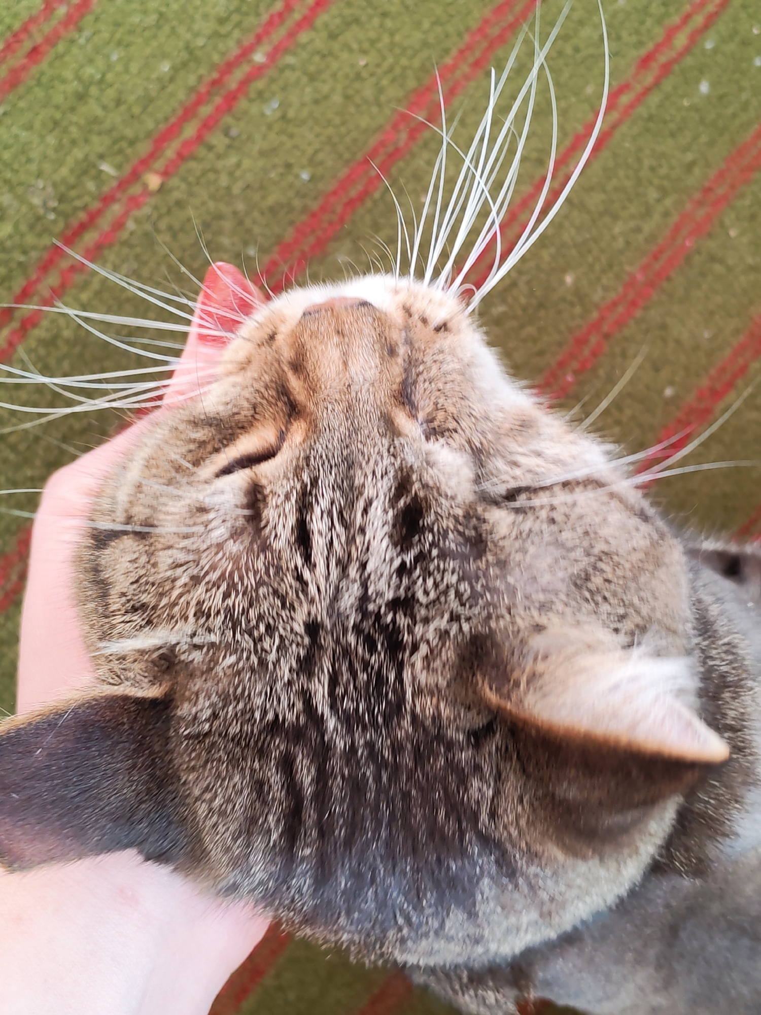 A close-up, upward-facing view shows the head of a tabby cat being held by a human hand. The cat has brown and gray striped fur, closed eyes, and long white whiskers. The background appears to be a green surface with red stripes. There is no information available to determine that this photo was taken in Izhevsk, Russia.