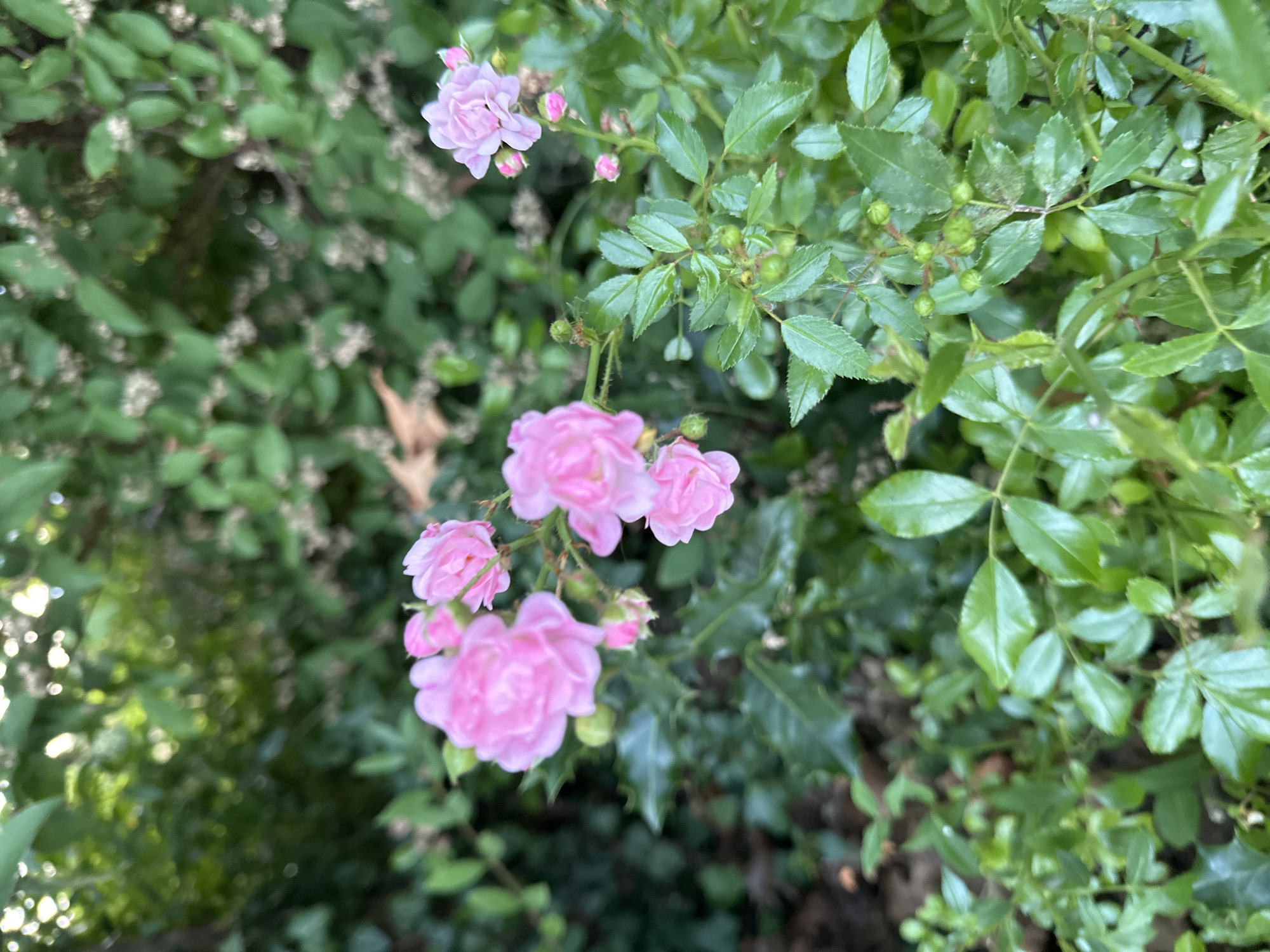 A close-up, eye-level shot captures a cluster of small, pink roses in bloom. The roses are delicate, with multiple layers of petals. The surrounding foliage is lush and green, with some leaves showing a slightly serrated edge. In the background, out-of-focus greenery suggests a garden or natural setting. The lighting is soft, indicating it might be early morning or late afternoon. There are no people or animals visible. The scene is tranquil and picturesque, evoking a sense of natural beauty. The location is in Krefeld, Germany.